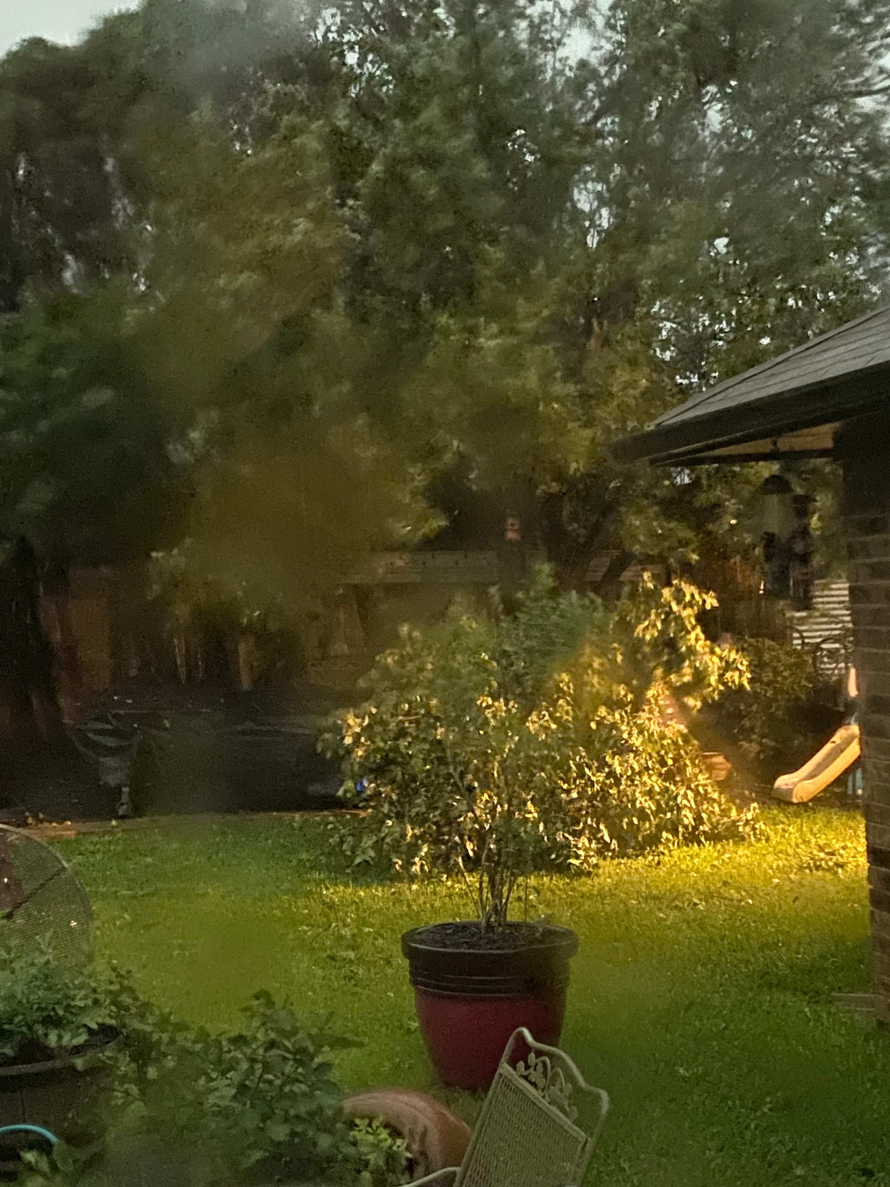 Main branch of our 40 high pear tree. Lost all of our pears