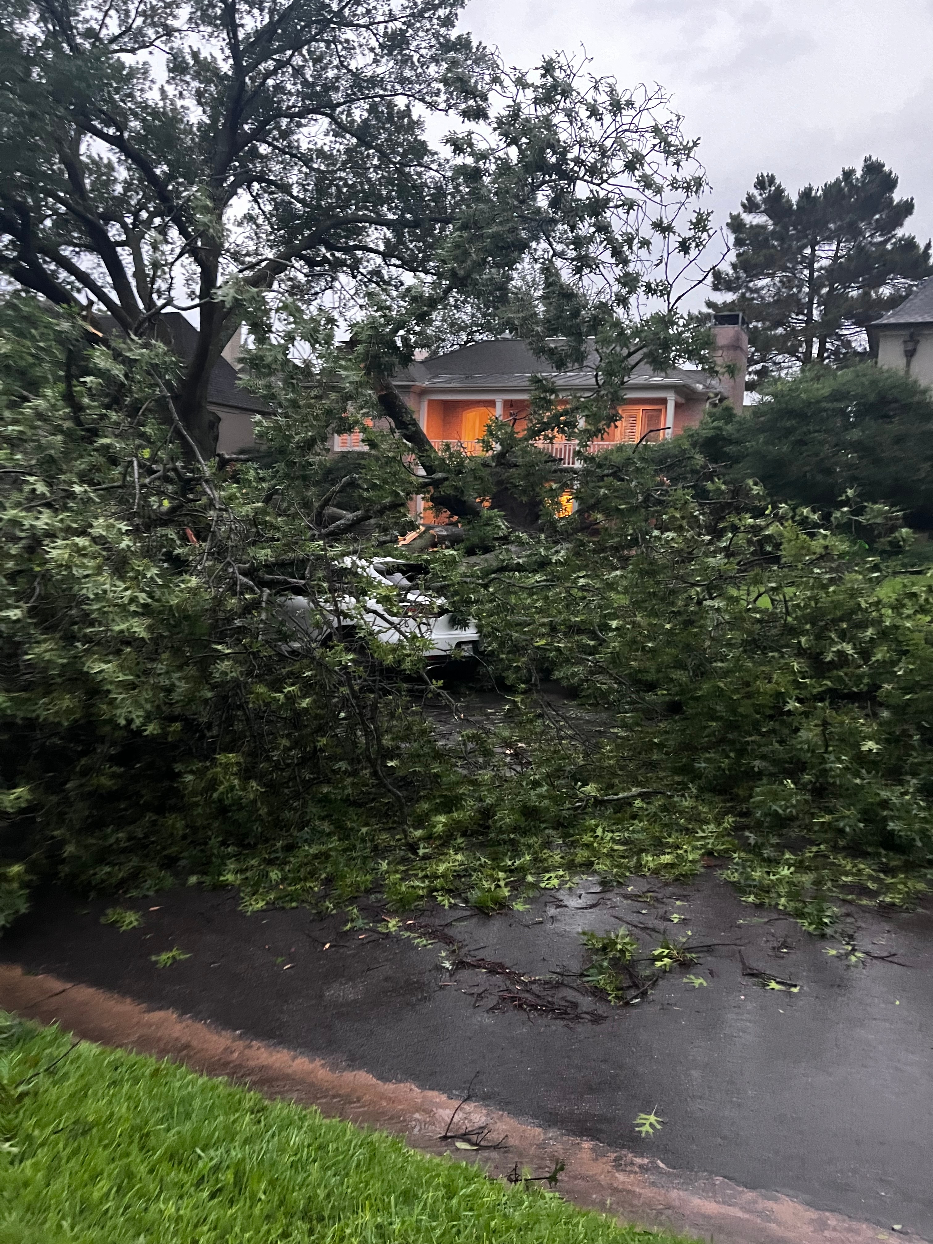Tree down, no one hurt