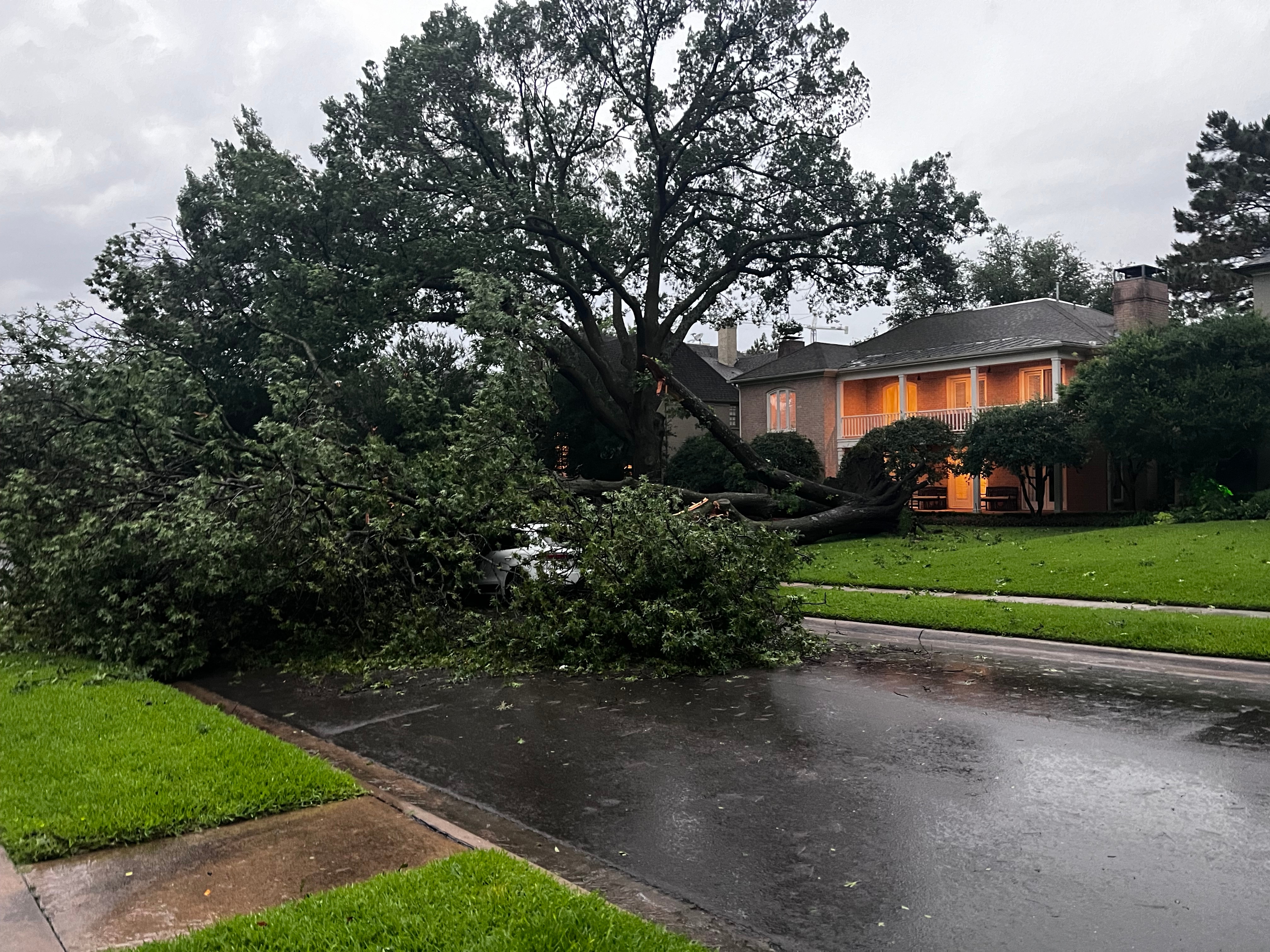 Tree down, no one hurt