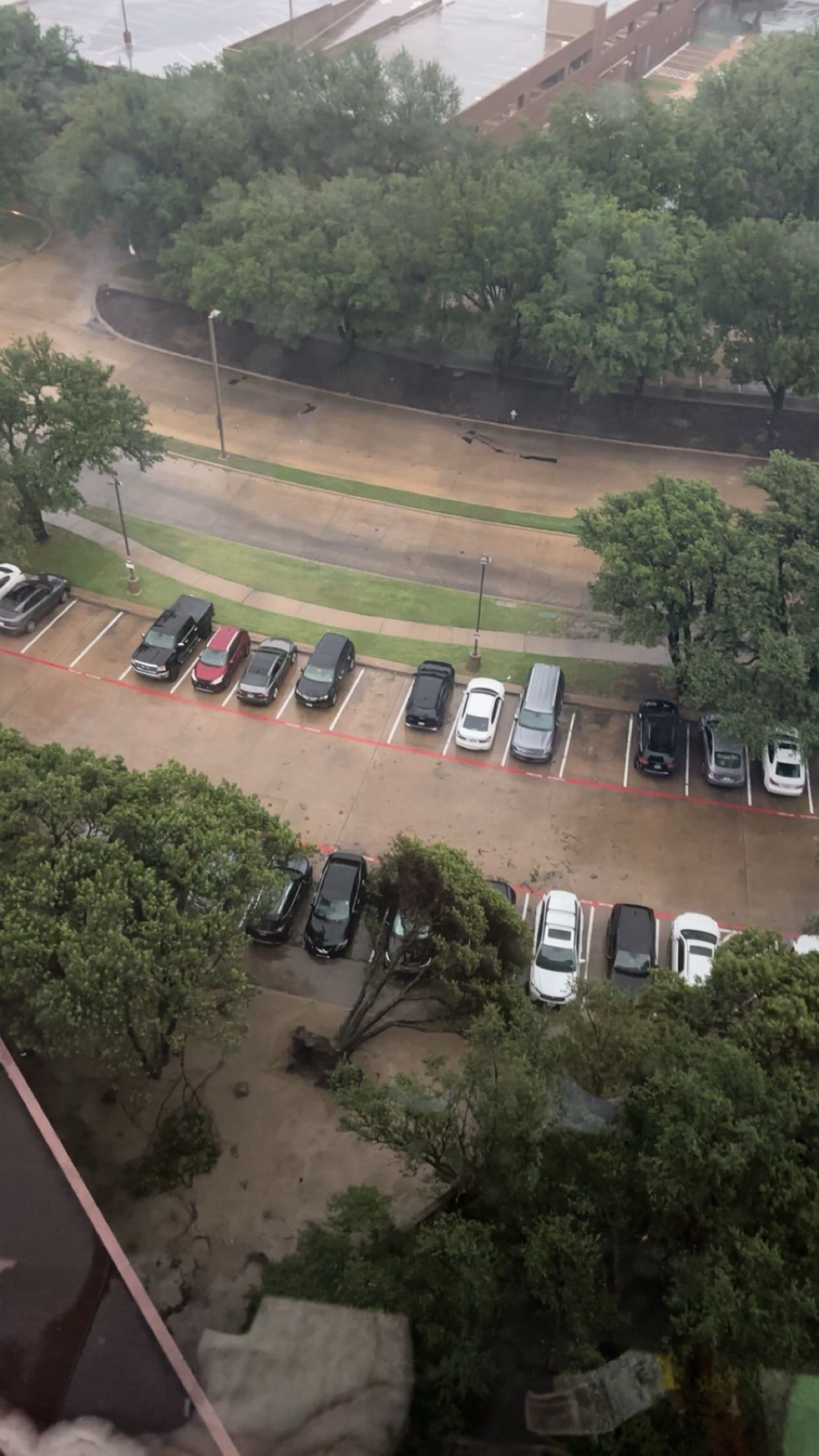 Hotel trees uprooted into cars