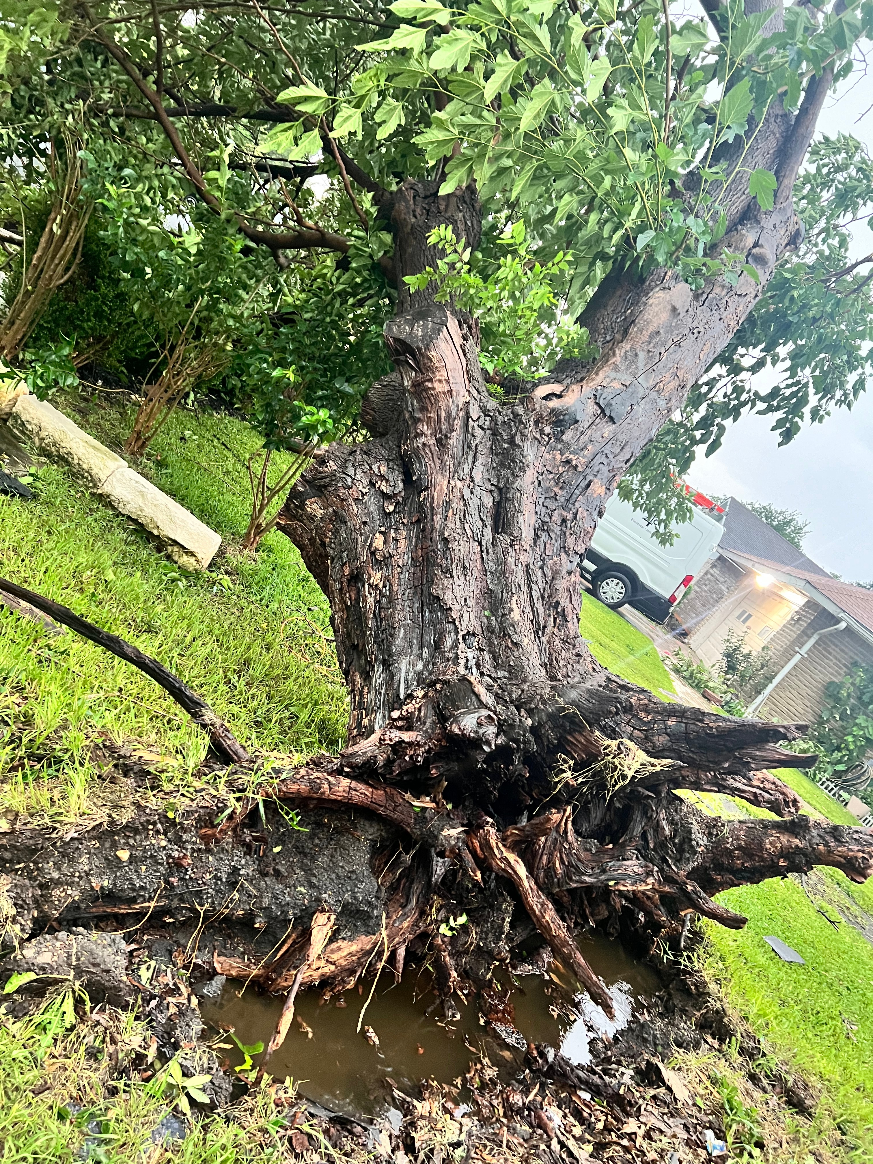 Bad storms this morning uprooted a whole tree.