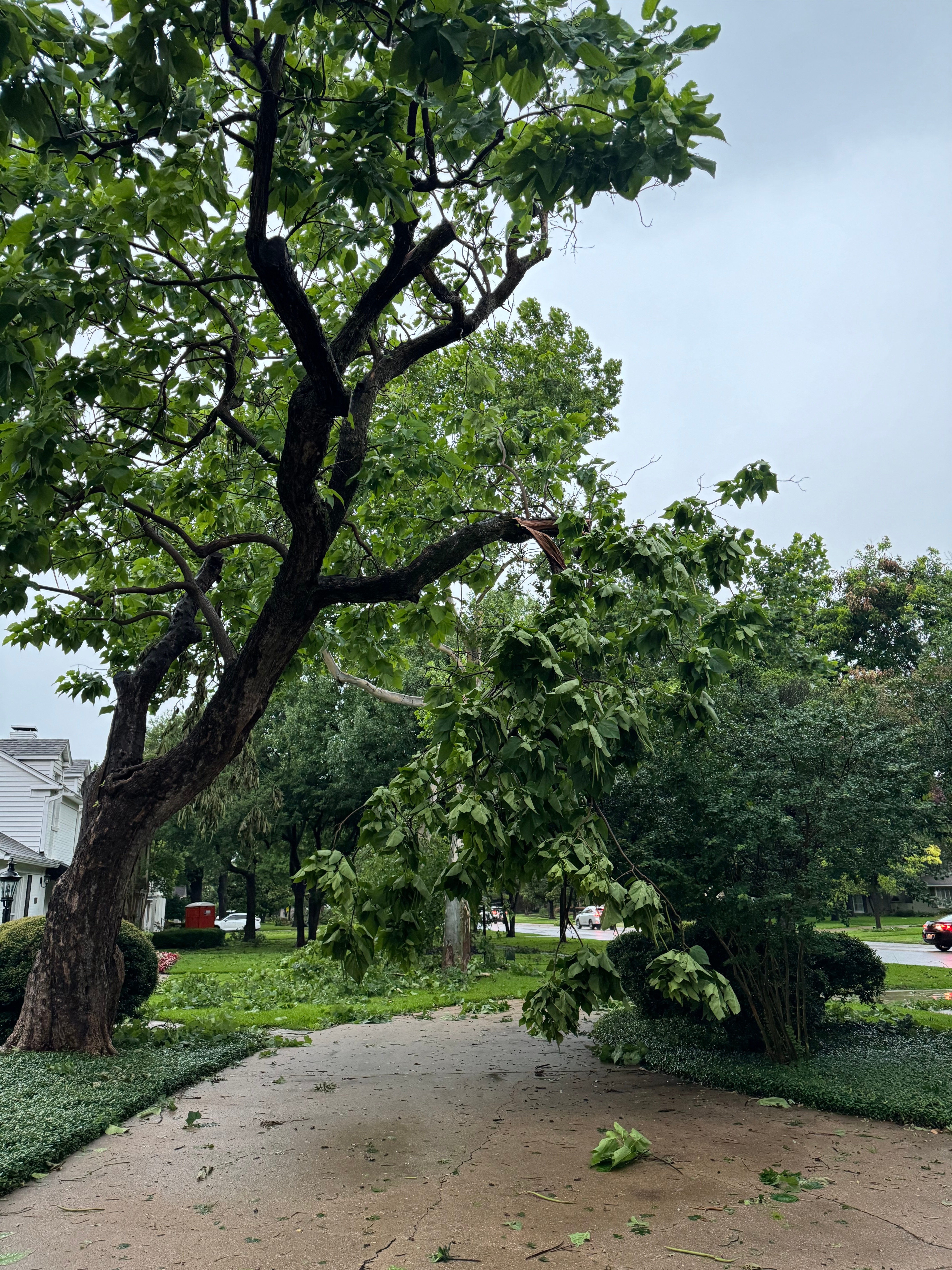 Our 2nd damaged tree