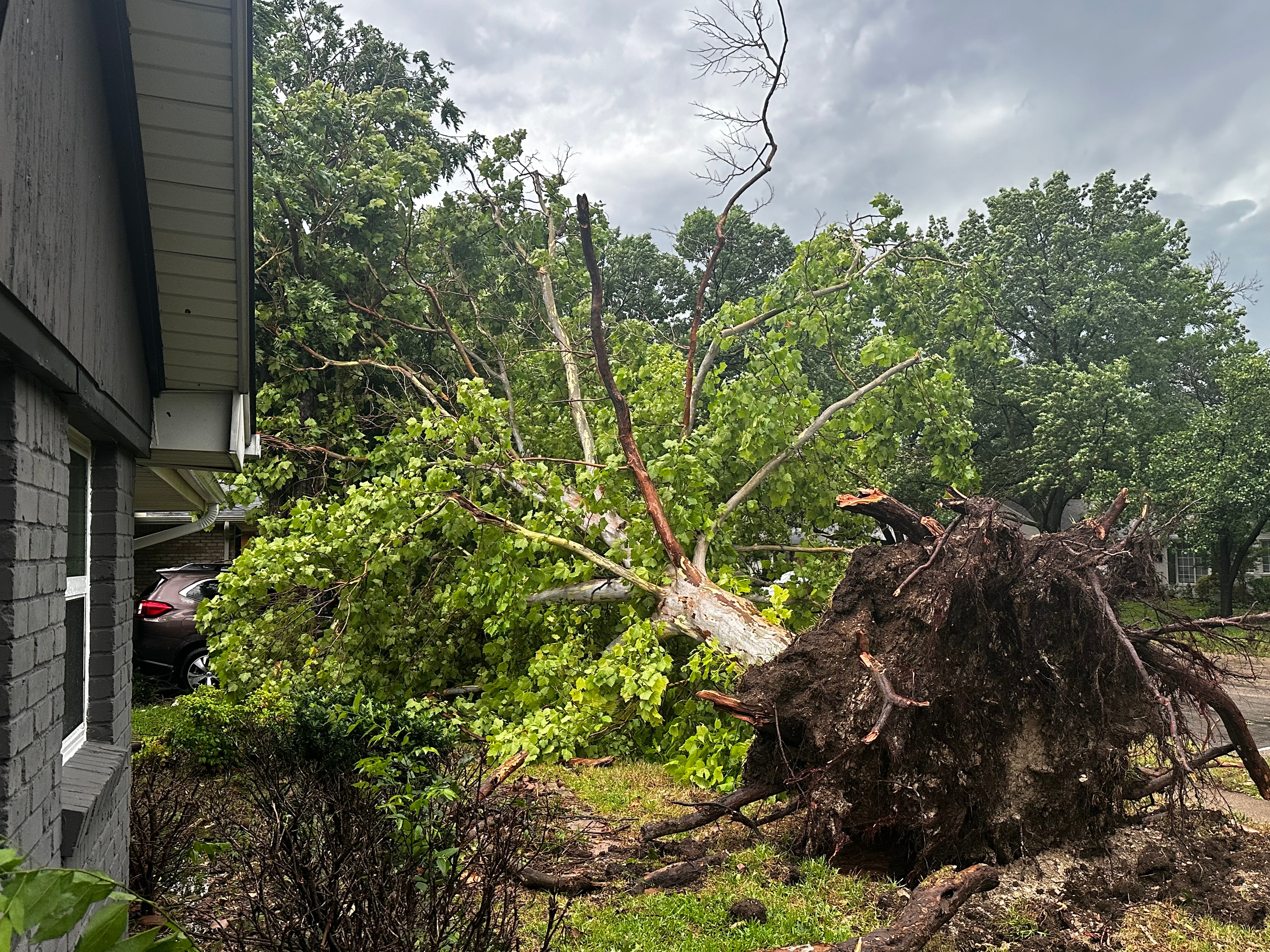 Our neighbors car are under that tree from my yard