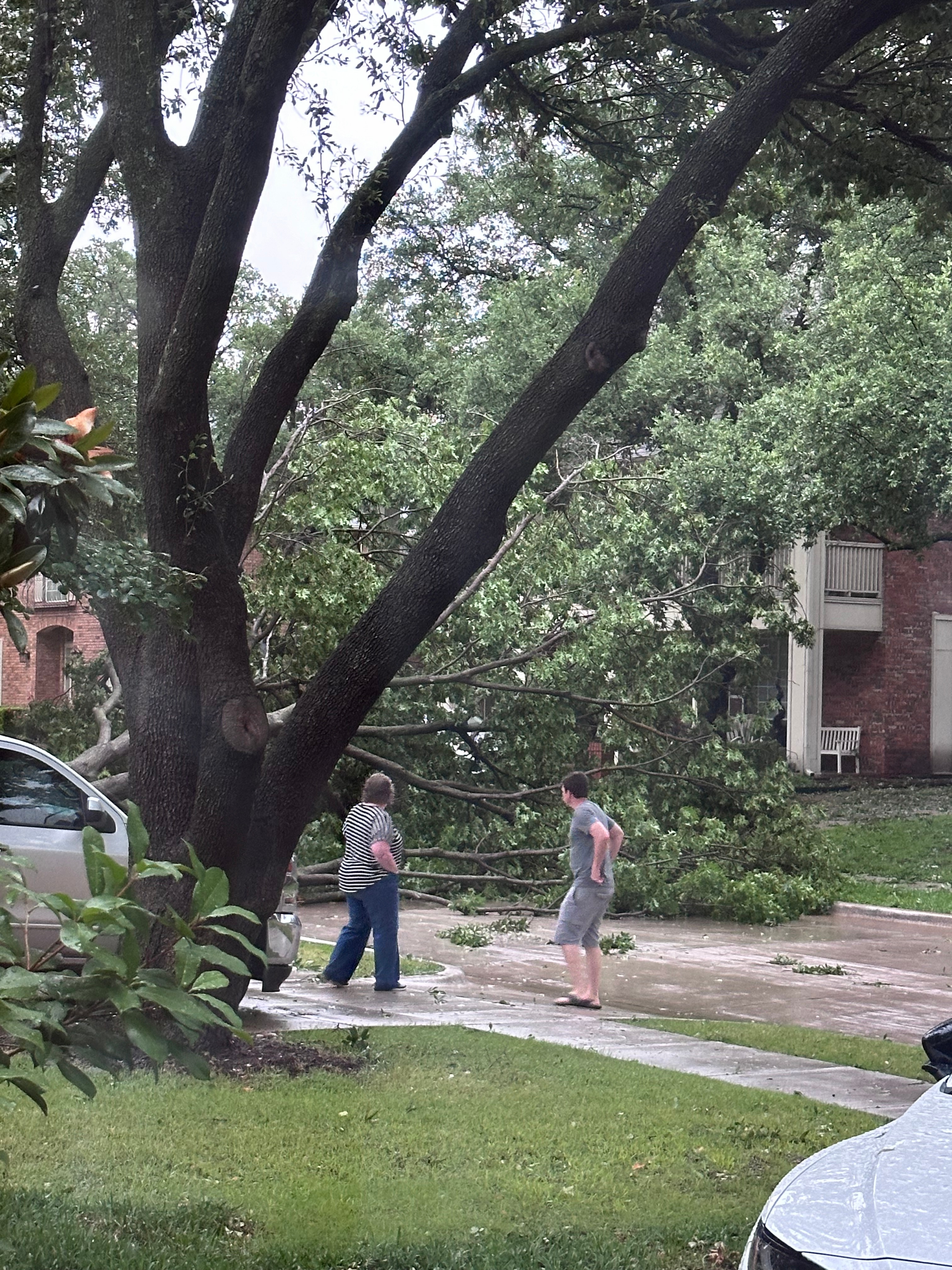 Tree down