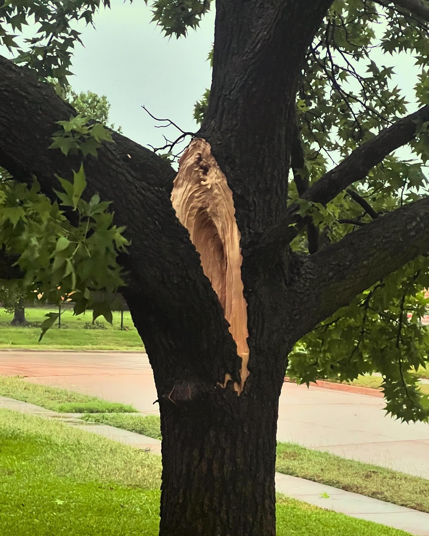 Tree damage in Richardson.