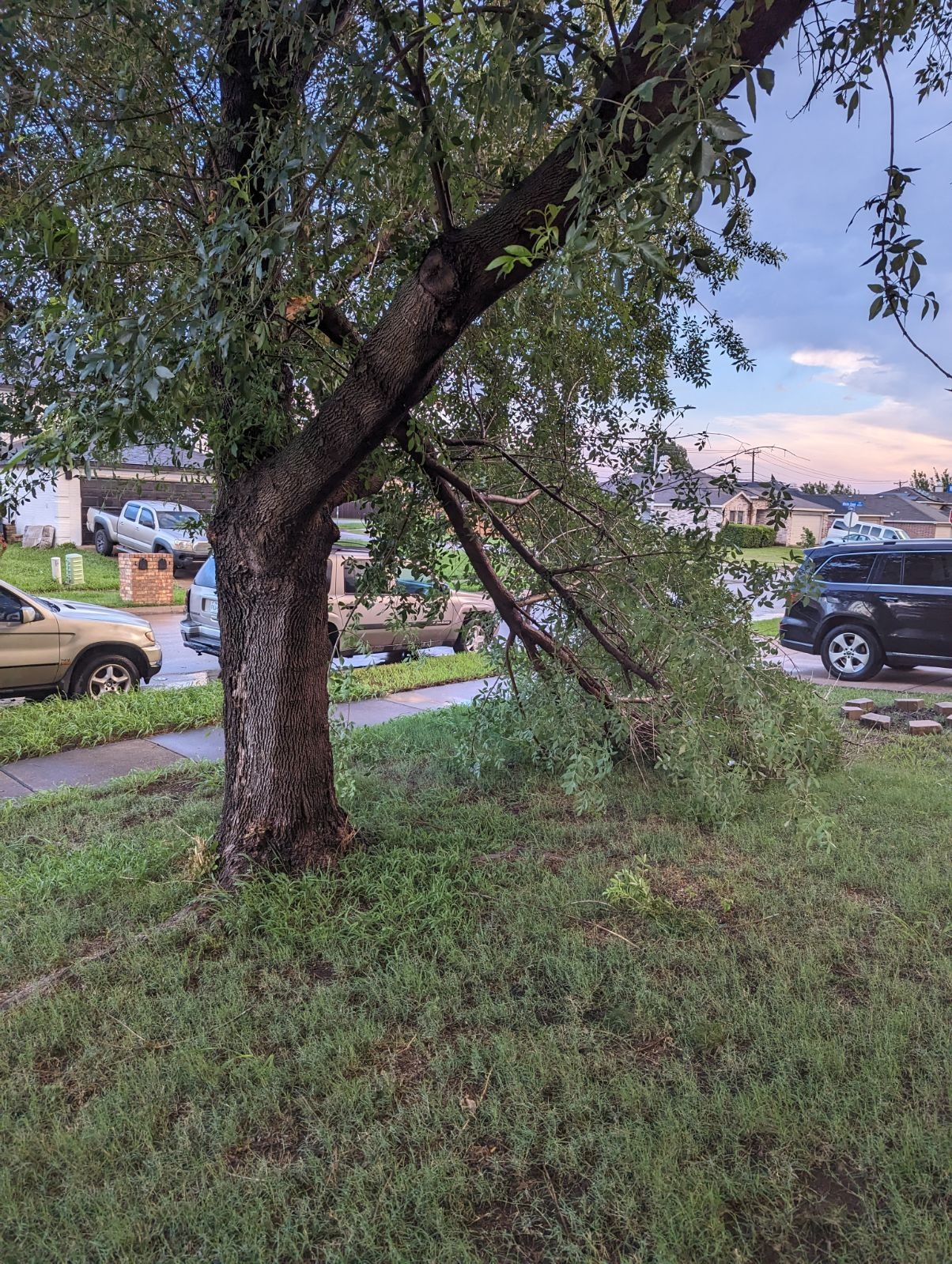 Good morning,
Attached is the photo of our tree that was split from the wind storm in<br />
Arlington this morning. Our little neighborhood took a hit.
Veronica N. Griffith
Live, Love, Laugh<br />
Live for Christ, Love like Christ, Laugh with Christ