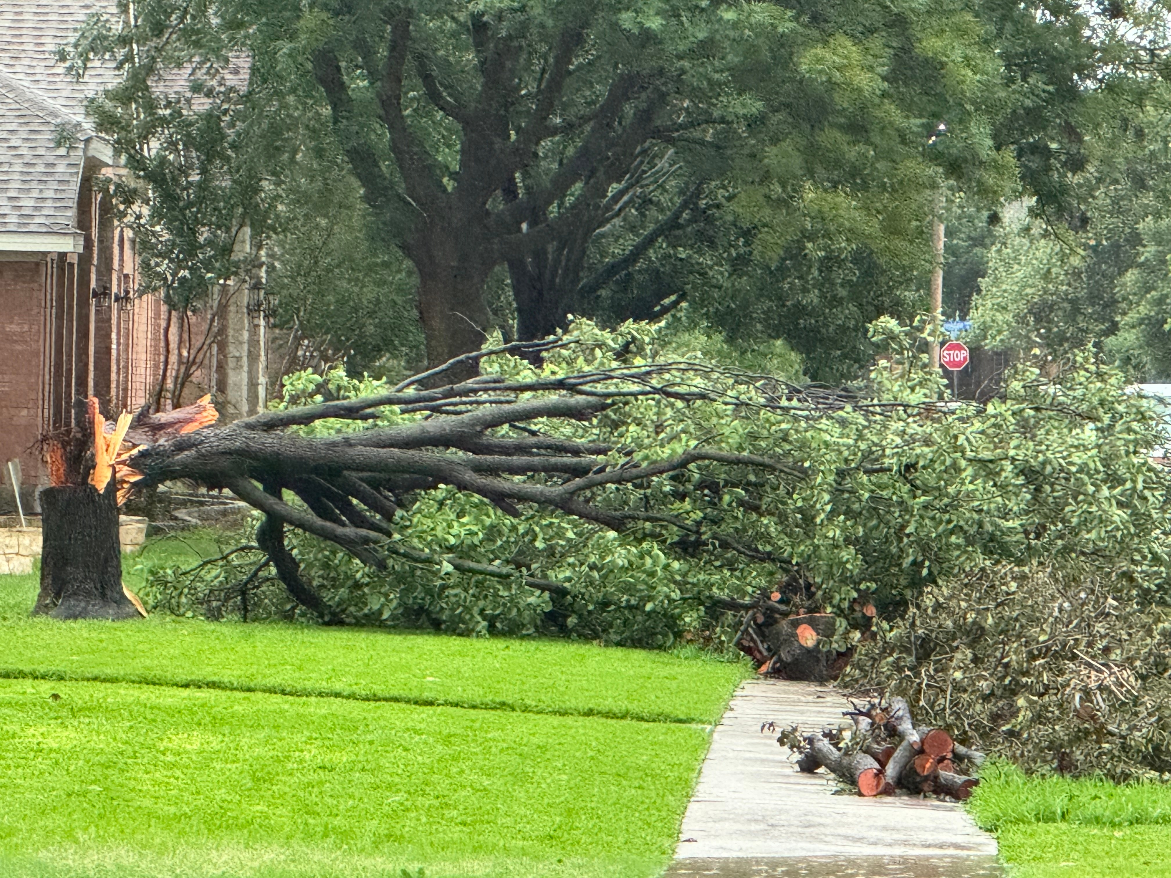 Tree down in The Colony Legends subdivision