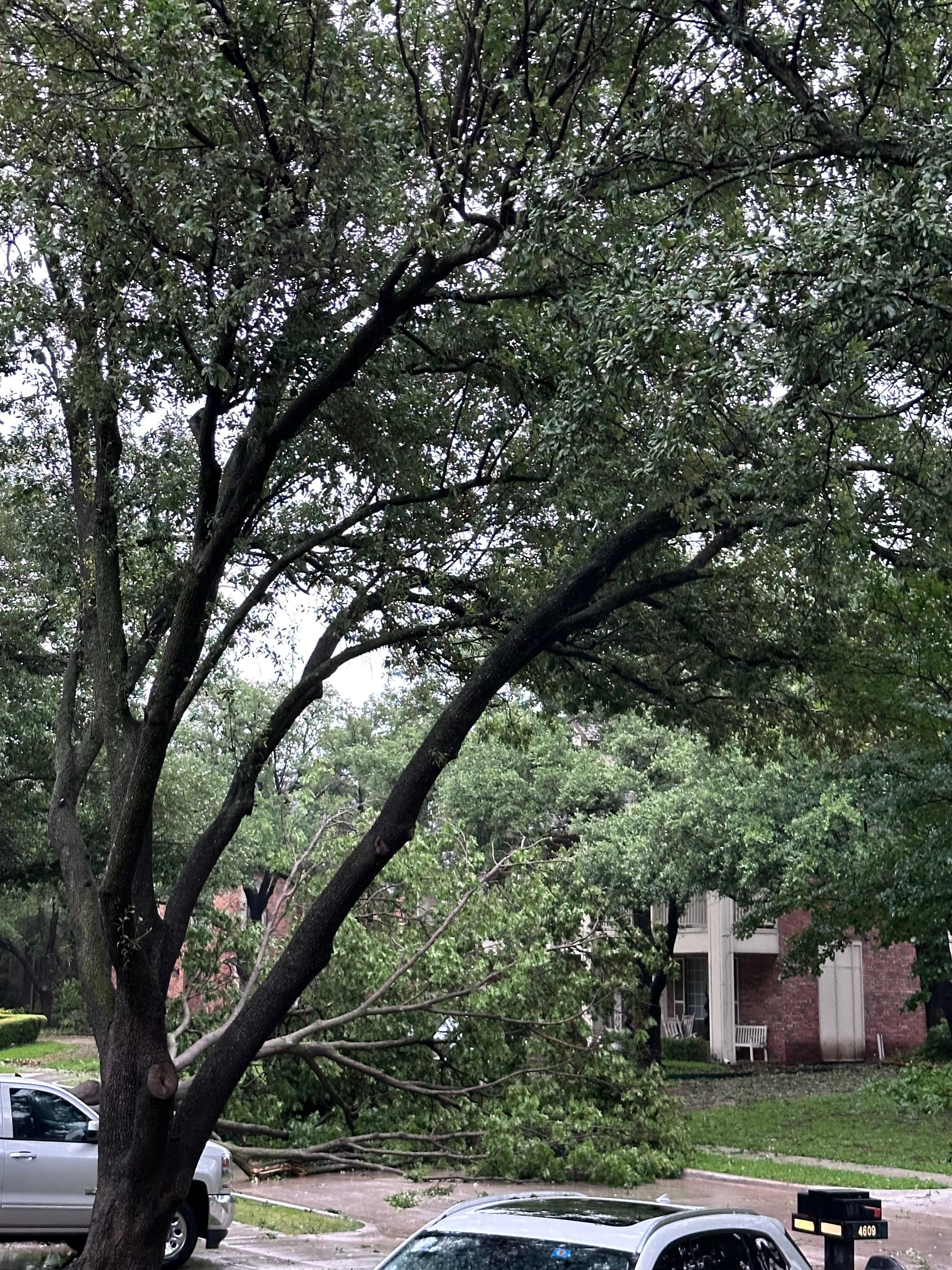 Tree<br />
Blocking the road