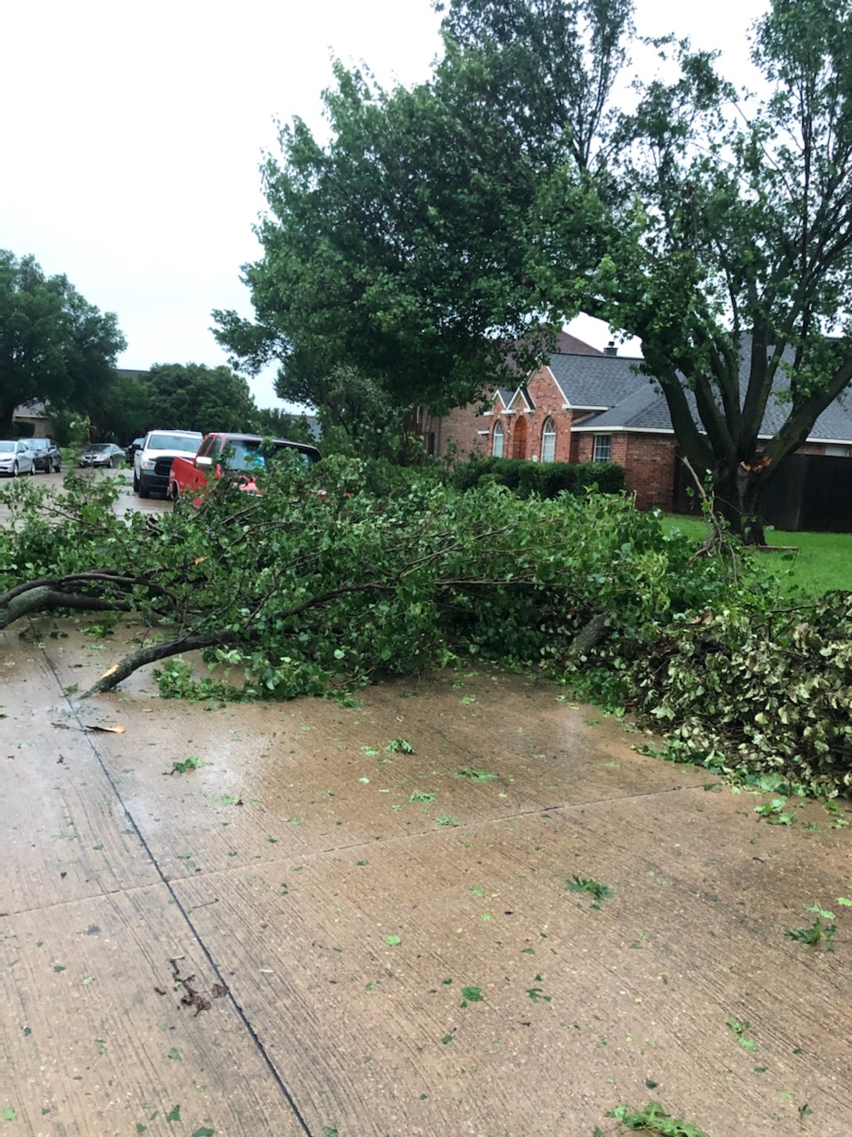 Numerous limbs and huge branches down.
