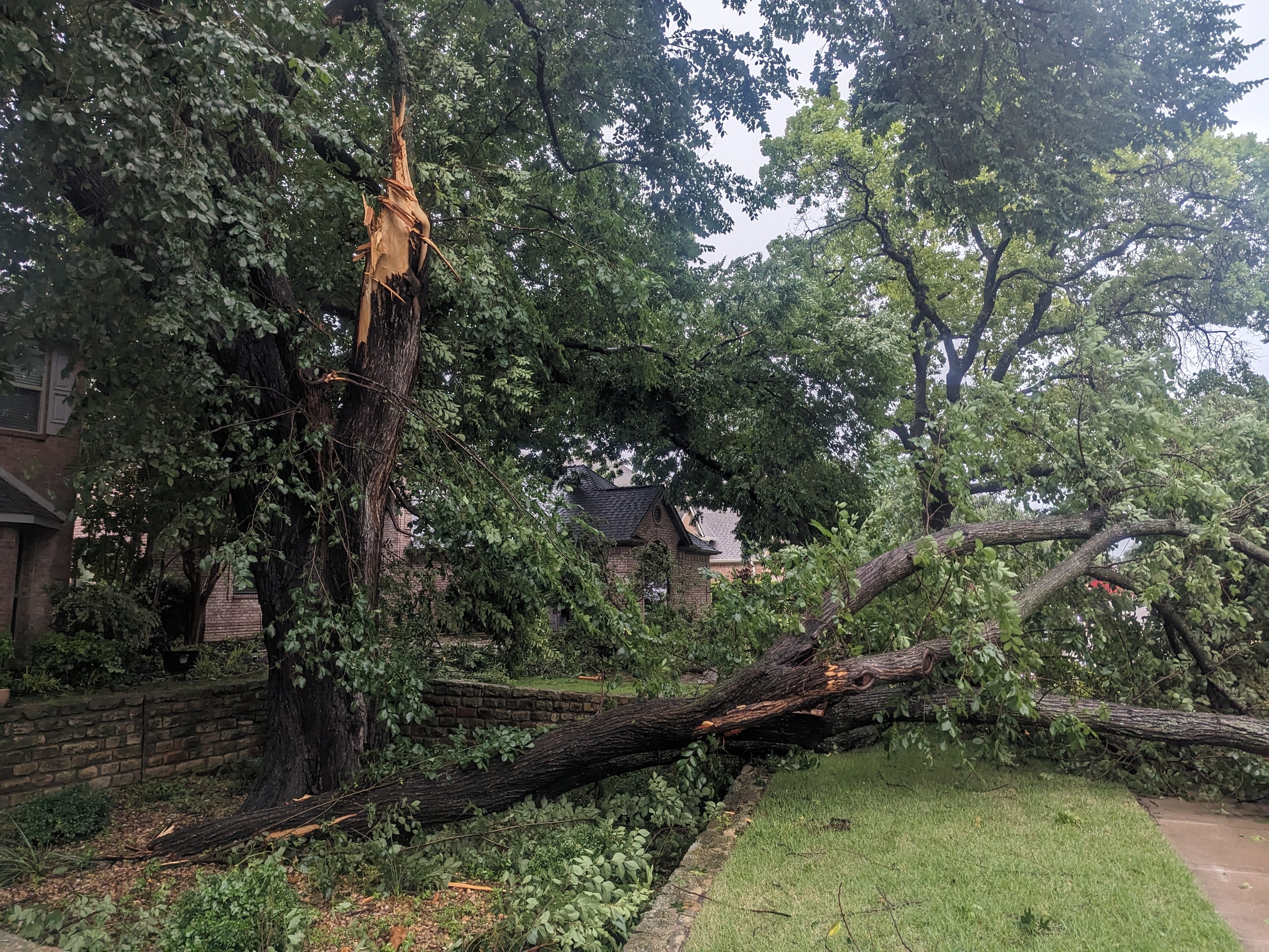 Our iconic front yard tree down.