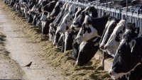 Michigan reports another person working with cows got bird flu, the third US case this year
