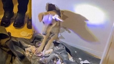 Firefighters rescue dog from bathroom wall
