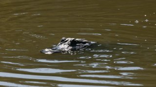 Alligator in Port Arthur, Texas