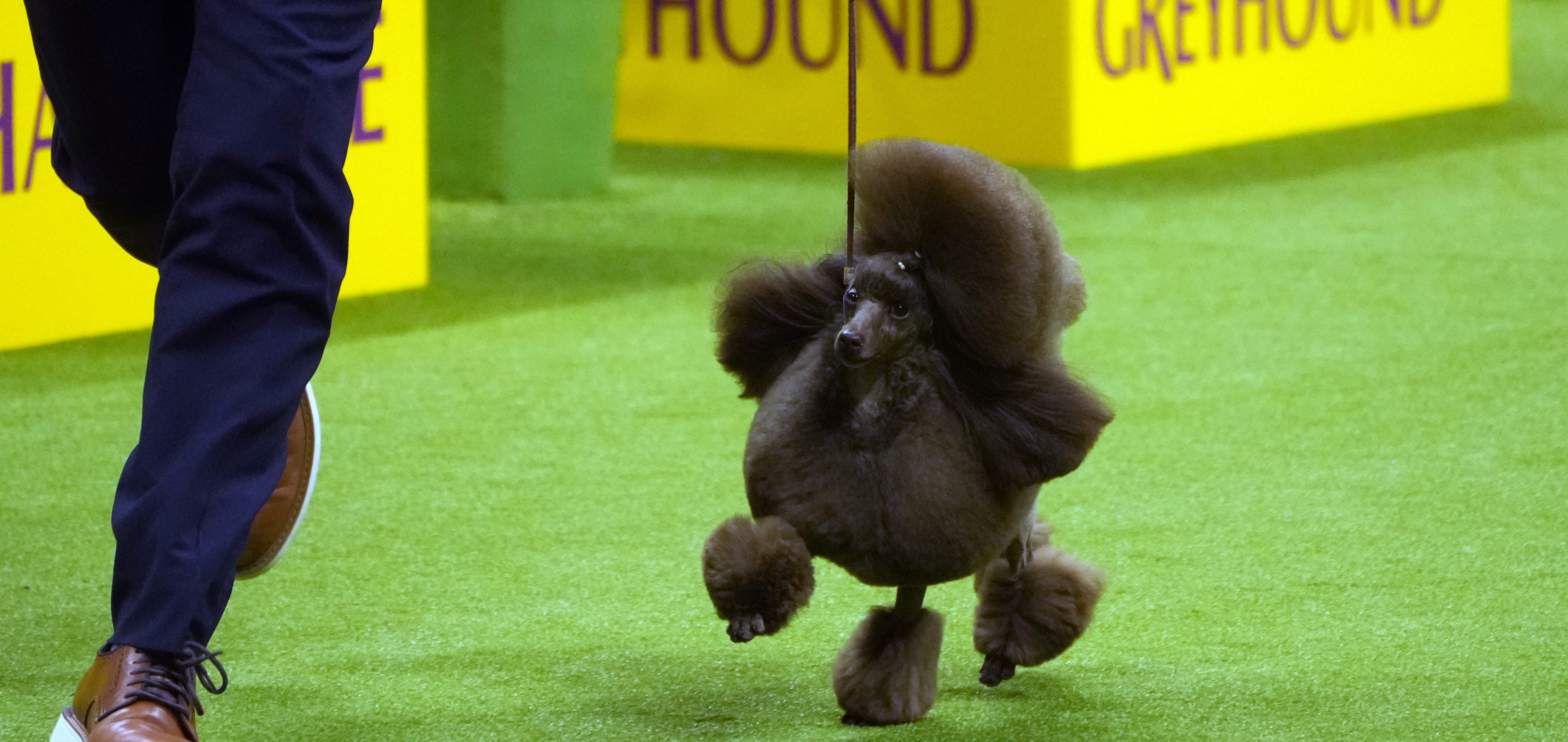 Sage, a miniature poodle, wins Westminster Kennel Club dog show