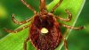 The lone star tick is spreading; Here are tips to protect yourself