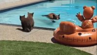 Mama bear and cubs caught on video having a pool party in California