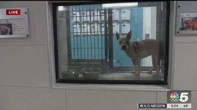 Storms cause crisis at North Texas animal shelters
