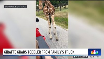 Toddler grabbed by giraffe at Texas wildlife park