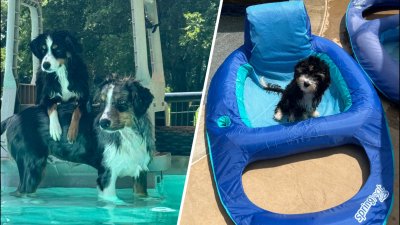 Dog Days of Summer: Loki, Lucca and Harper