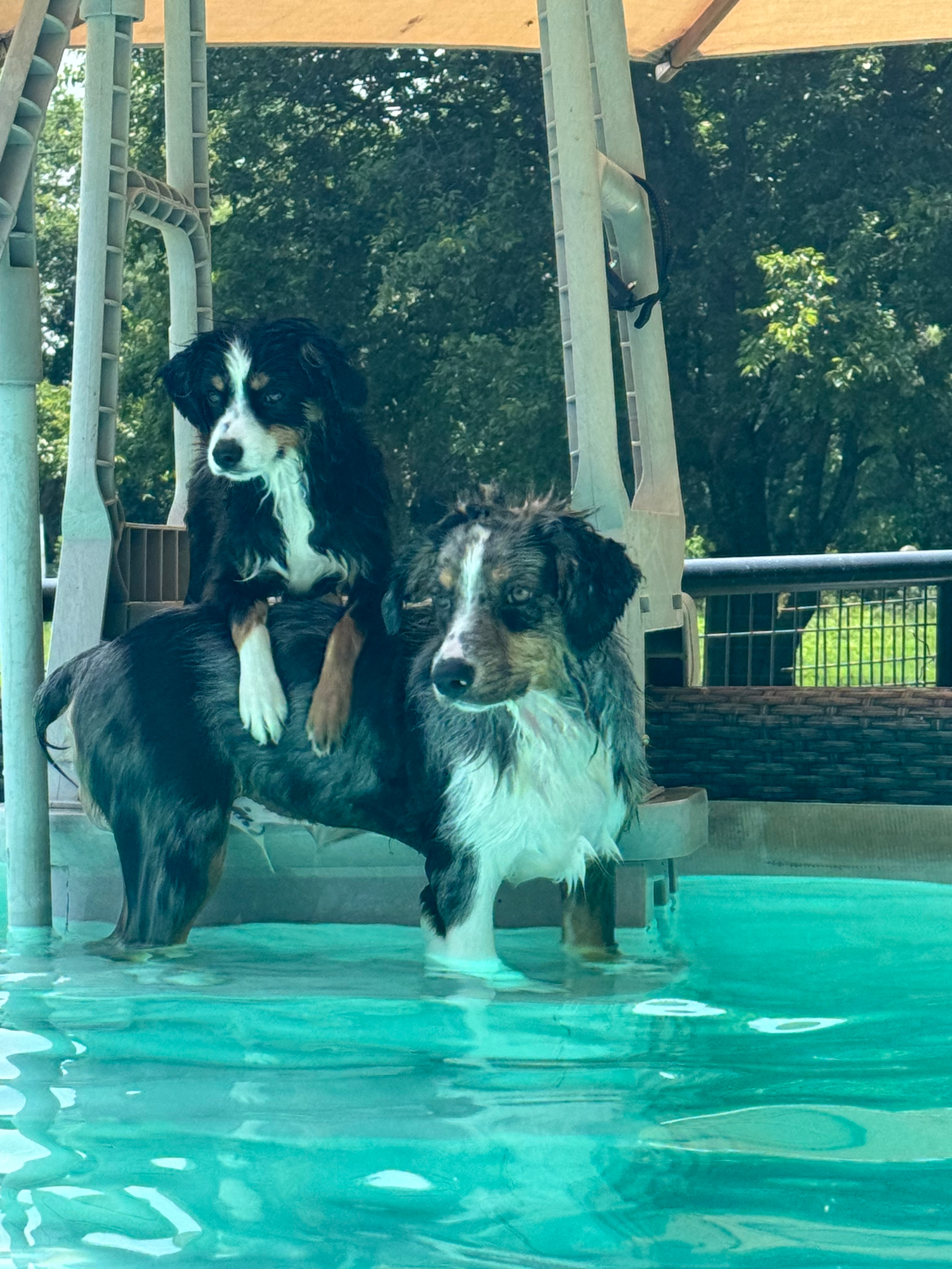Aussie puppies Loki and Lucca live pool time. This was their first time being in the pool.