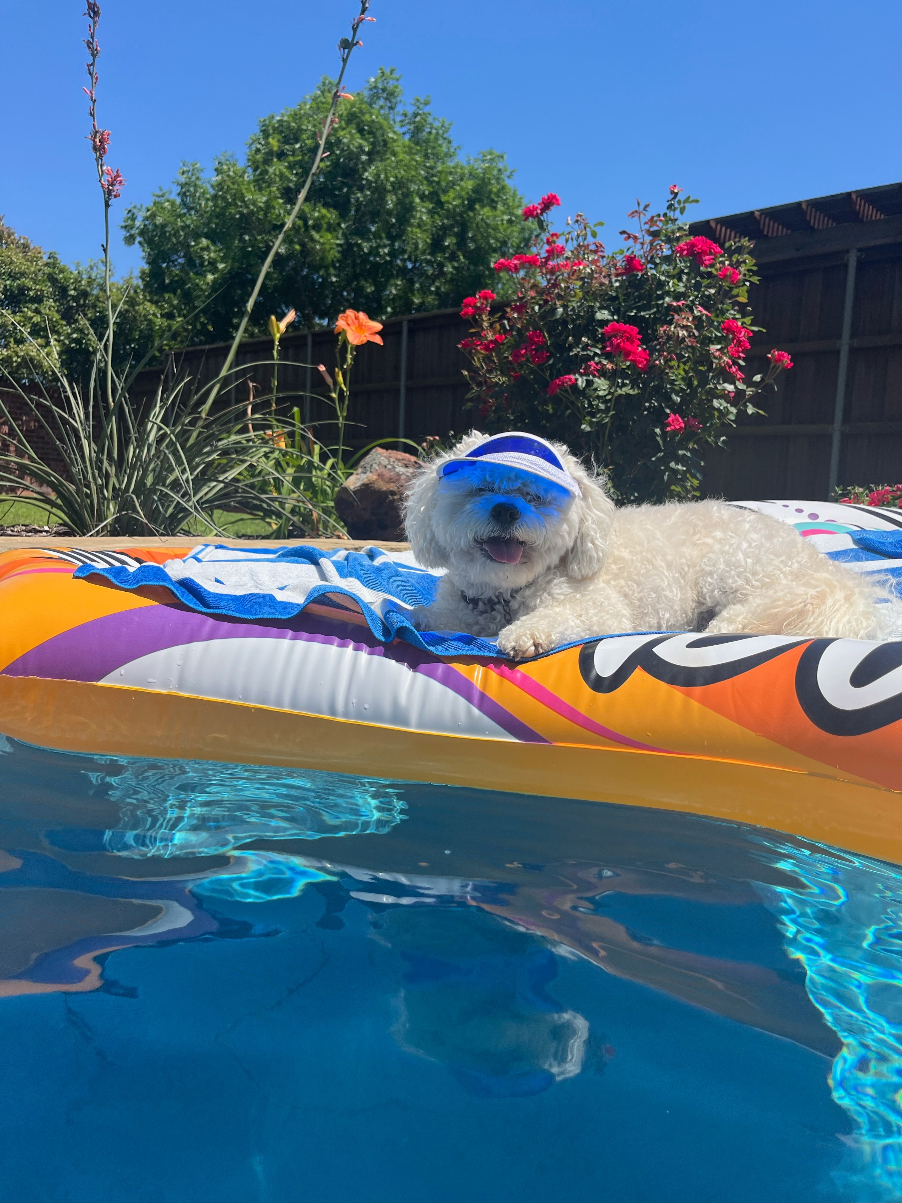 This is Rowdy out in Lavon!!  Happy Summer!!! 
Thanks,<br />
Jeni Summers 😊