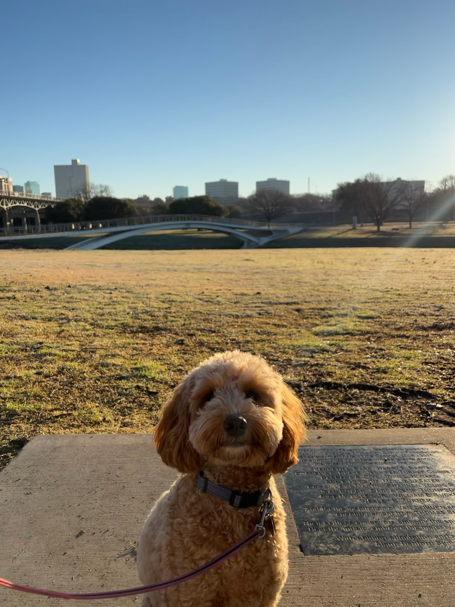Hi my name is Taylor and this is Winnie, my 3 year old golden doodle and joy of my life! We live in Fort Worth and love our summer morning walks along the trinity.