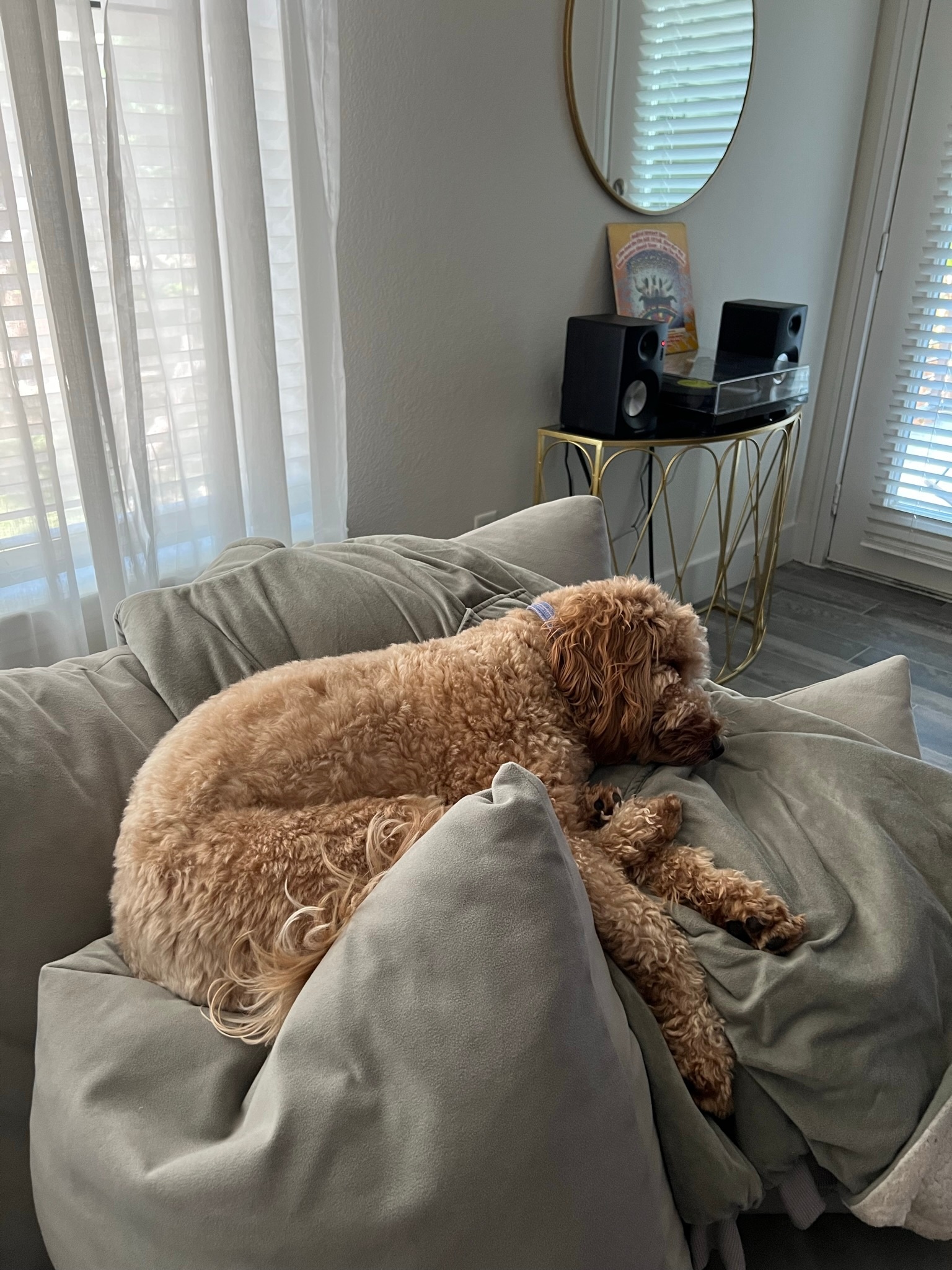 Hi my name is Taylor and this is Winnie, my 3 year old golden doodle and joy of my life! We live in Fort Worth and love our summer morning walks along the trinity.