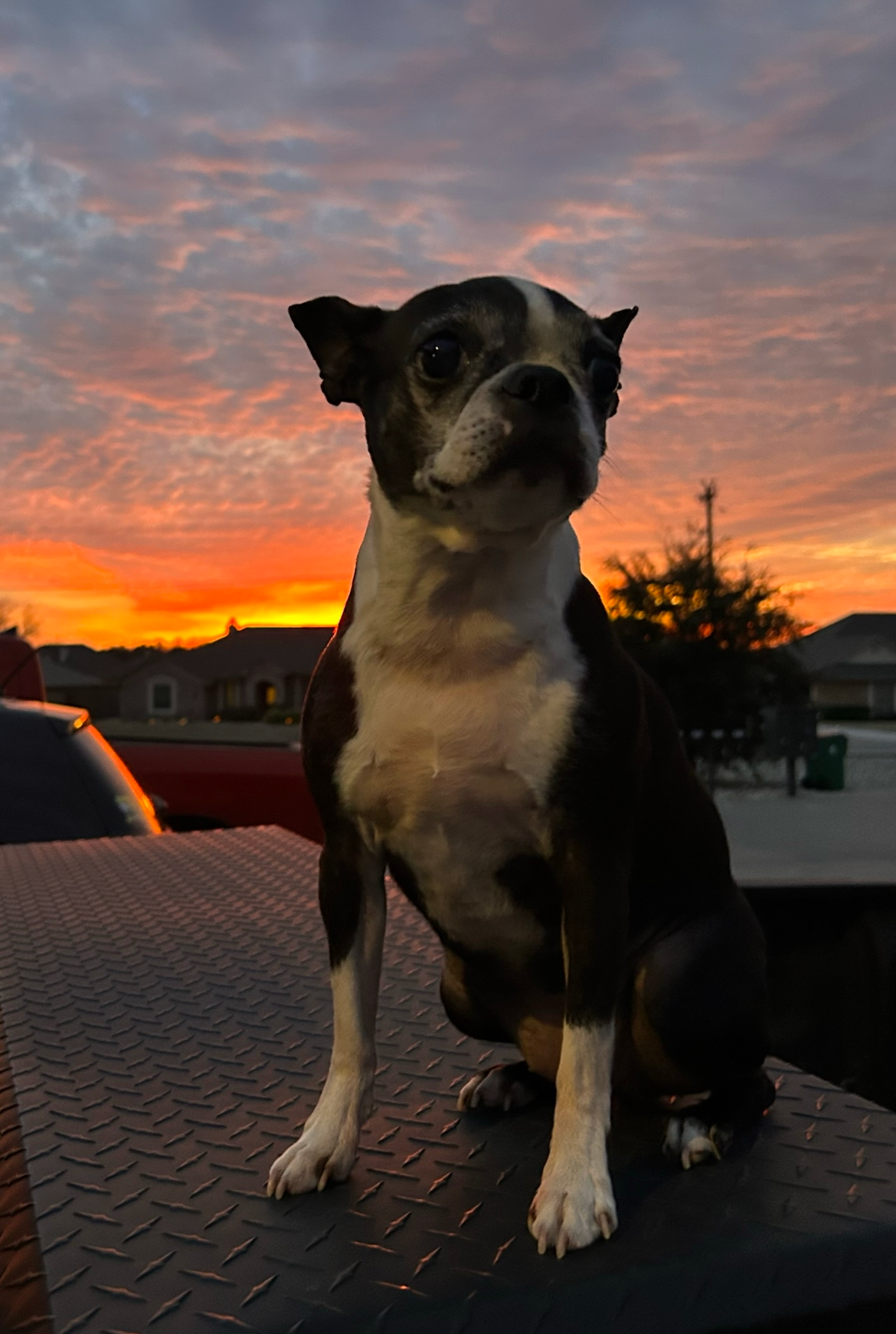 Jazzi girl enjoying the sunset in Granbury. She was adopted from the Weatherford animal shelter 4 years ago. She has been such a blessing to me.