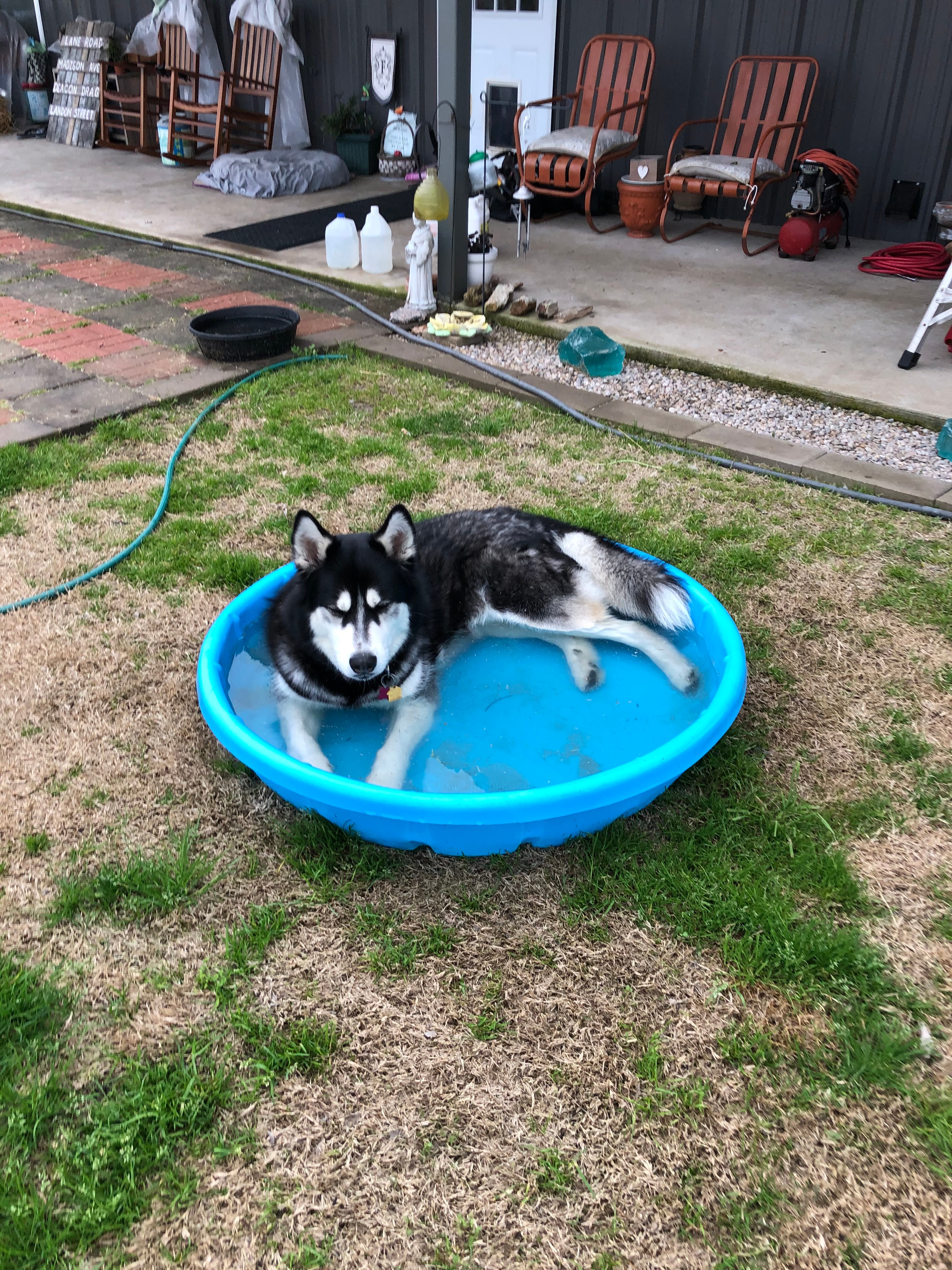 This is what is done with our adopted husky in Corsicana.
