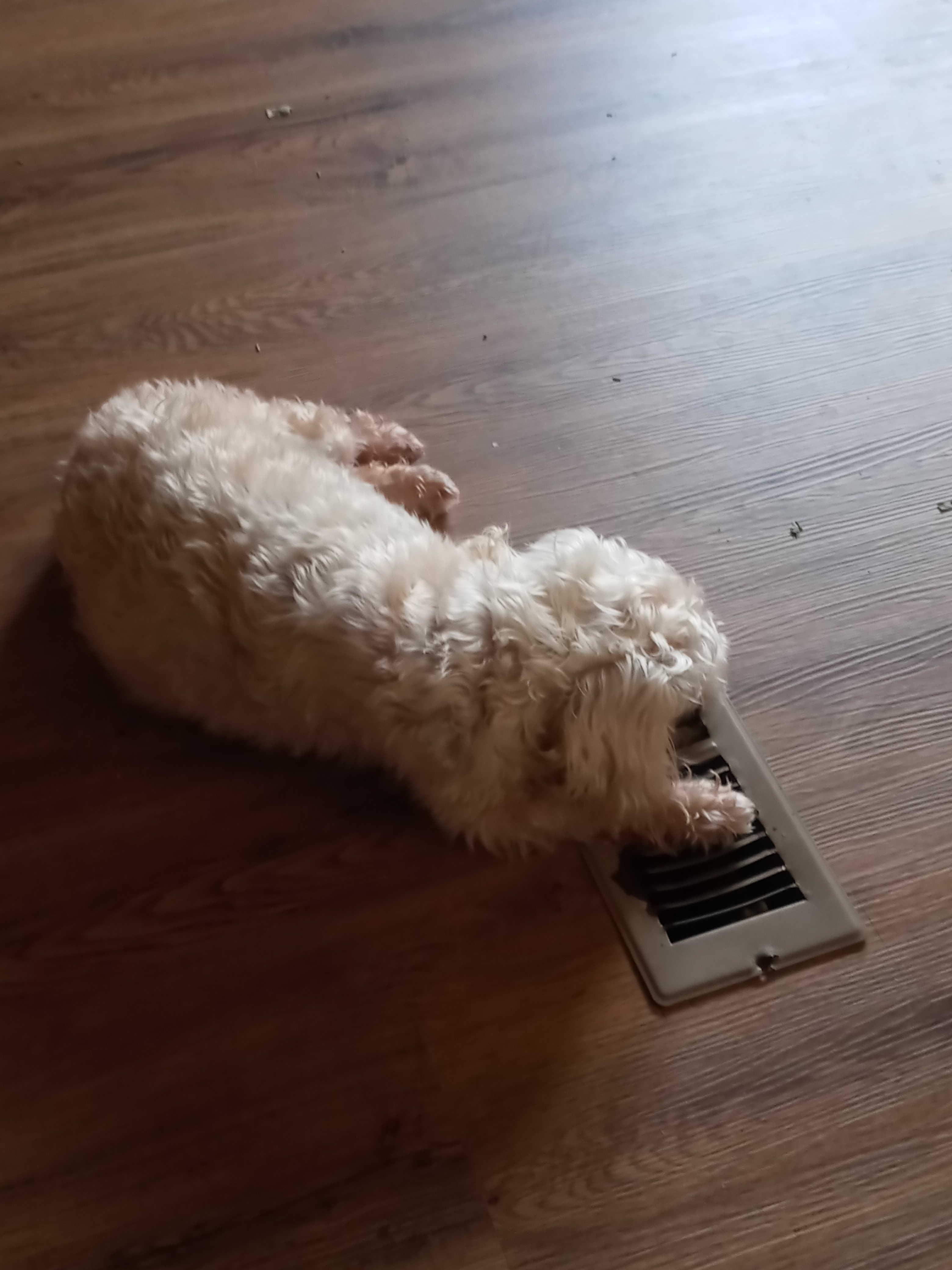 My dog Izzy keeping it cool on the register<br />
with the ac on.