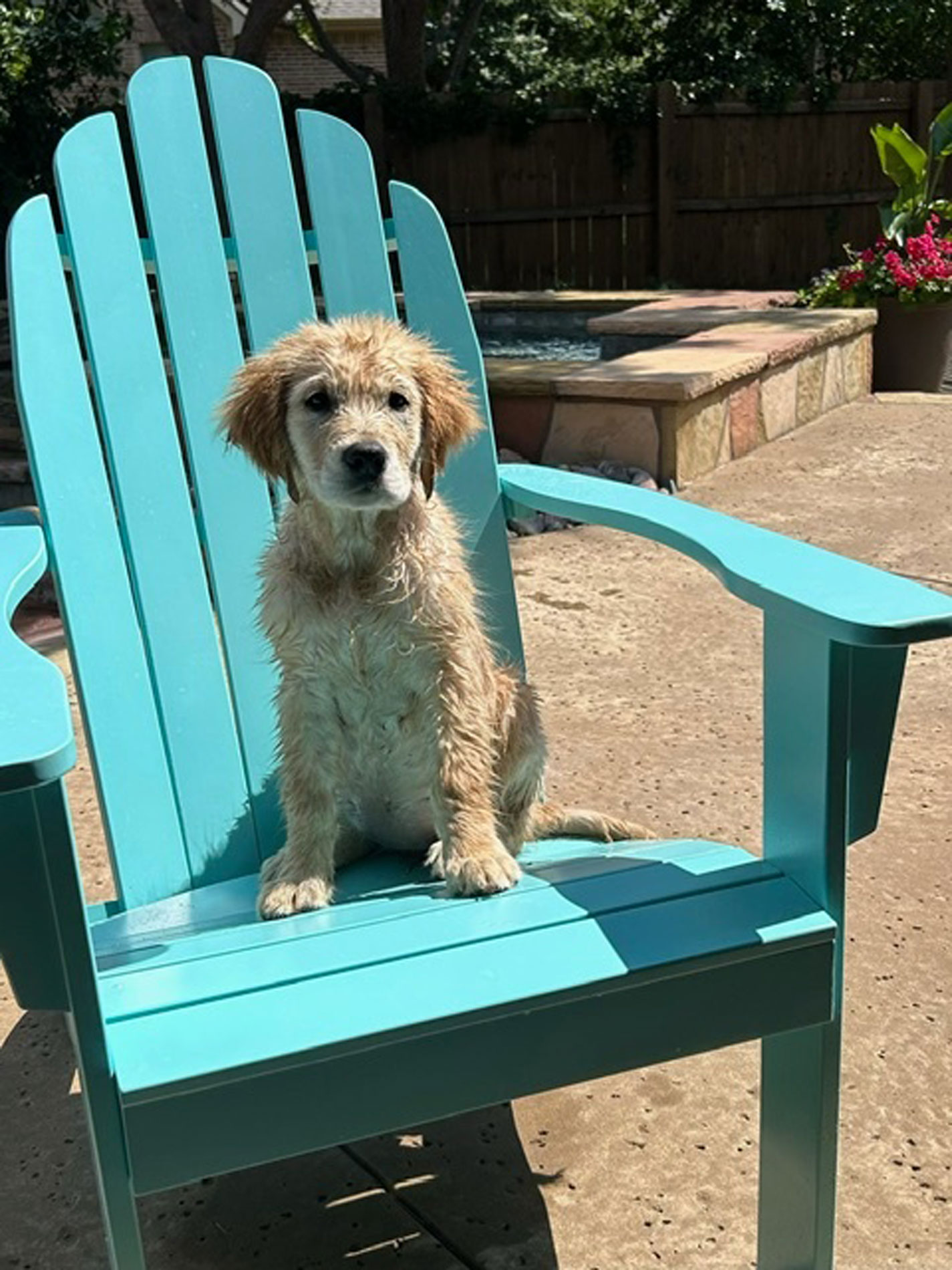 This photo was taken after Harper’s first swim.  She’s a 12 week old golden retriever and lives in Roanoke with her “parents”, Emily and Evan.