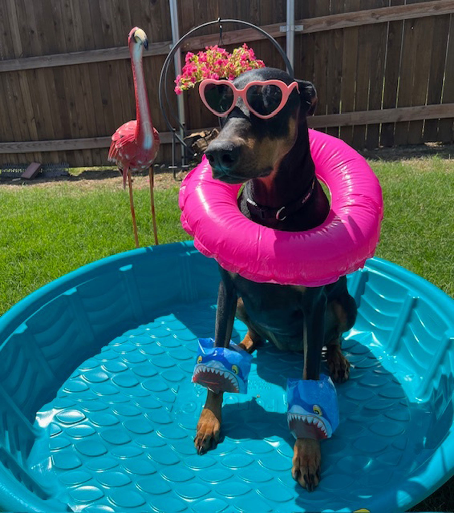 Flawless Finale is not a fan of swimming but still wants to give off a vibe, as you can see by her Shark Floaties!
Here’s hoping everyone enjoys THEIR pool time if RICK can keep the rain away!!
Jennifer Kinzbach