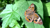Native Texas Butterfly House Returns