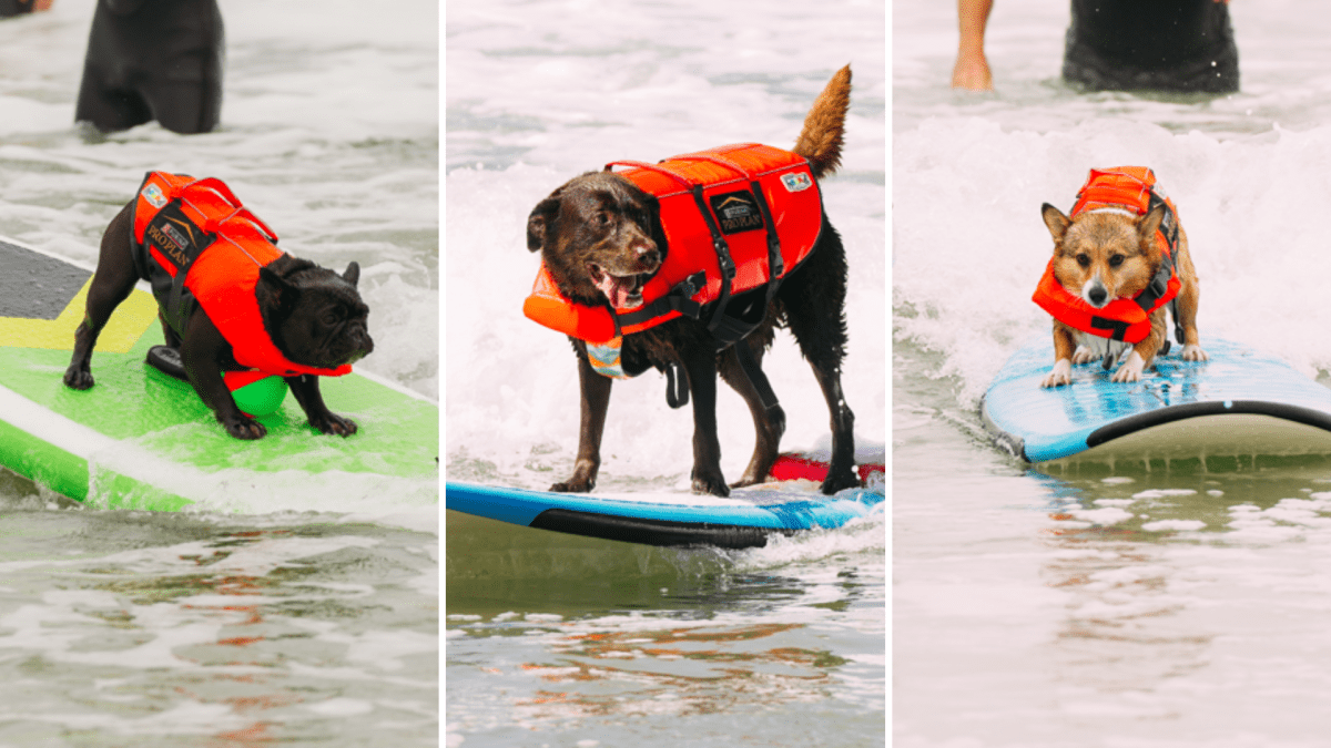 Surf dog competition brings together canine, human surfers in OC NBC