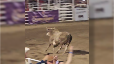 En video: toro ataca a espectadores tras escaparse de un rodeo