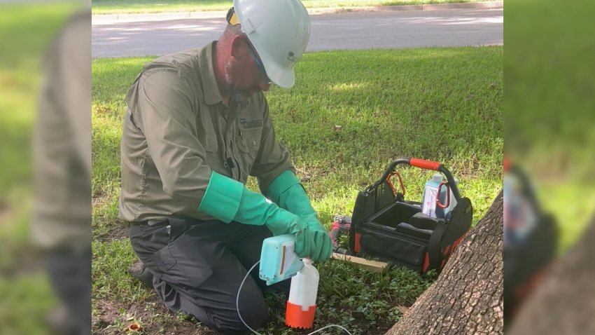 A specialist with Bartlett Tree Experts treats an ash tree at the Fort Worth Botanic Garden for emerald ash borer infestation, Tuesday, June 25, 2024.