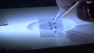 mosquito tests positive for west nile virus in carrollton