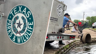 City Lake Park in Mesquite, Texas being stocked with catfish.