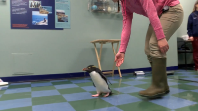 These penguins take their eye health very seriously