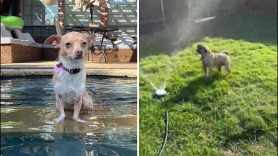 Dog Days of Summer: Karma and Frankie