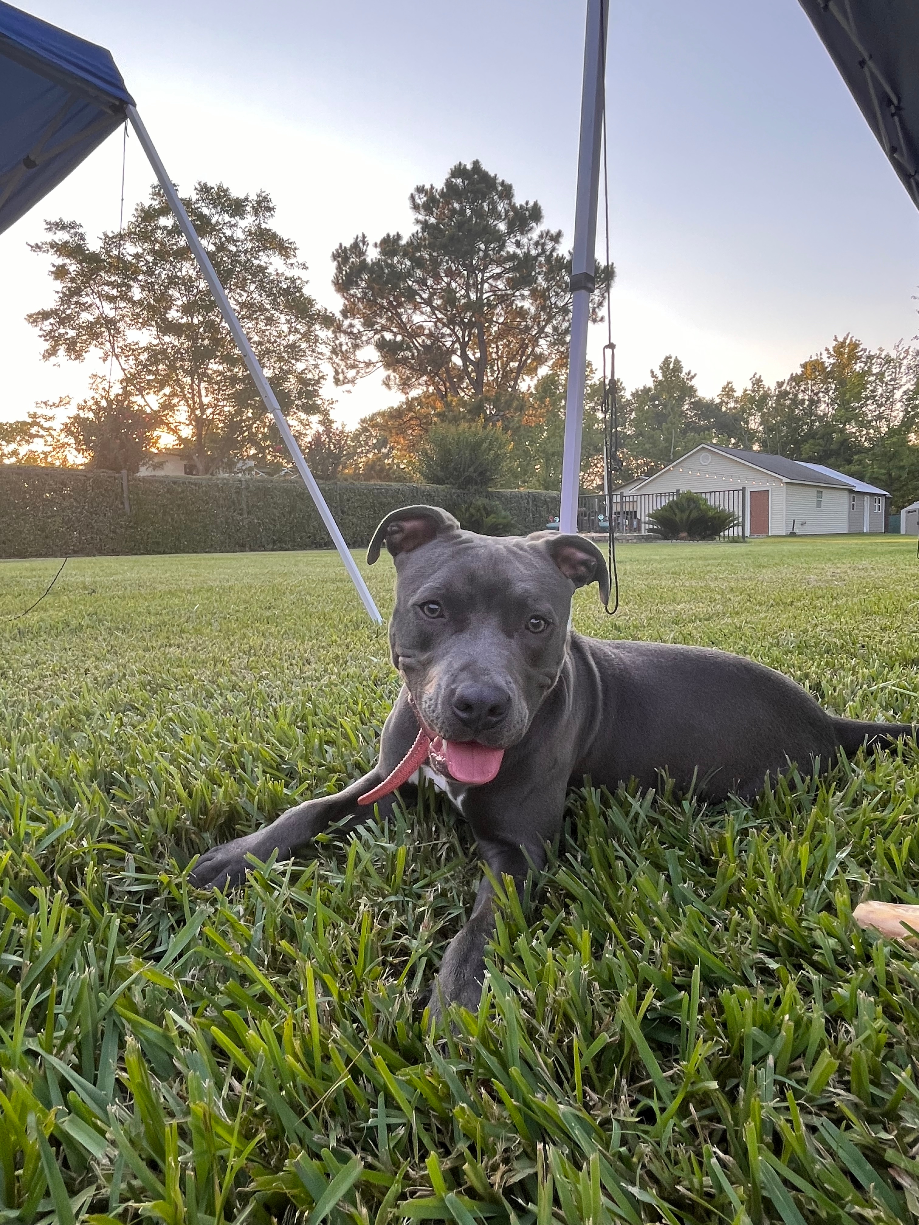 This is Luna! Our sweet rescue pit bull.