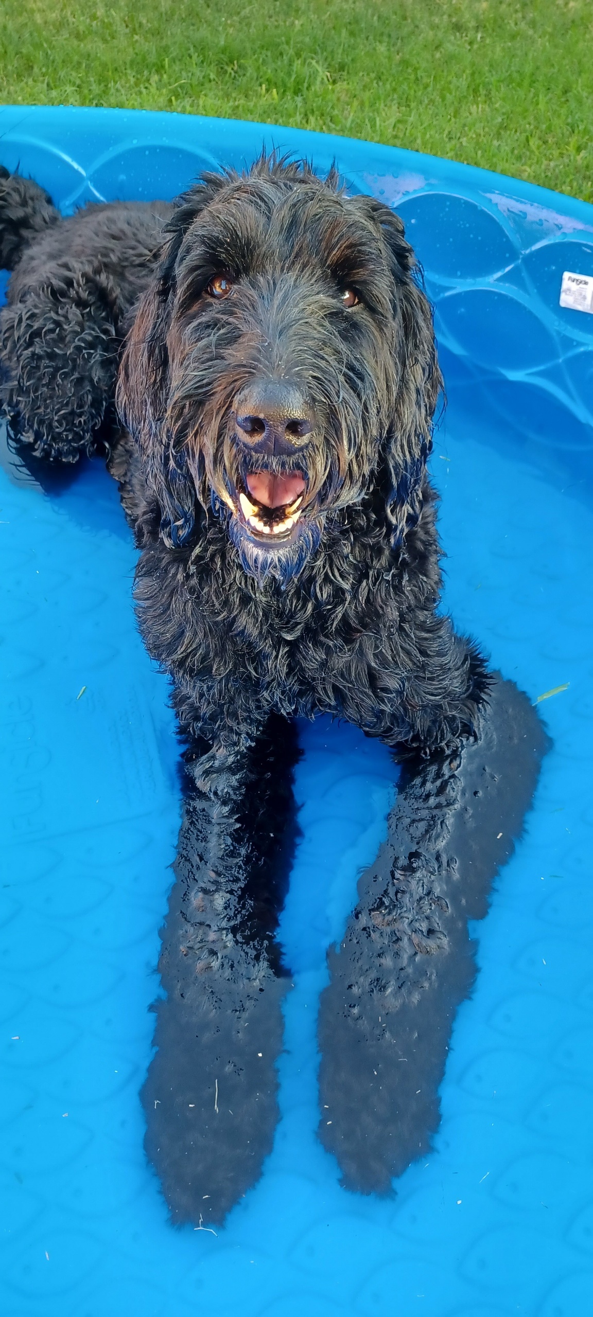 Waffle just Chillin<br />
Red Oak, Texas<br />
Mom is Candi Kergo
