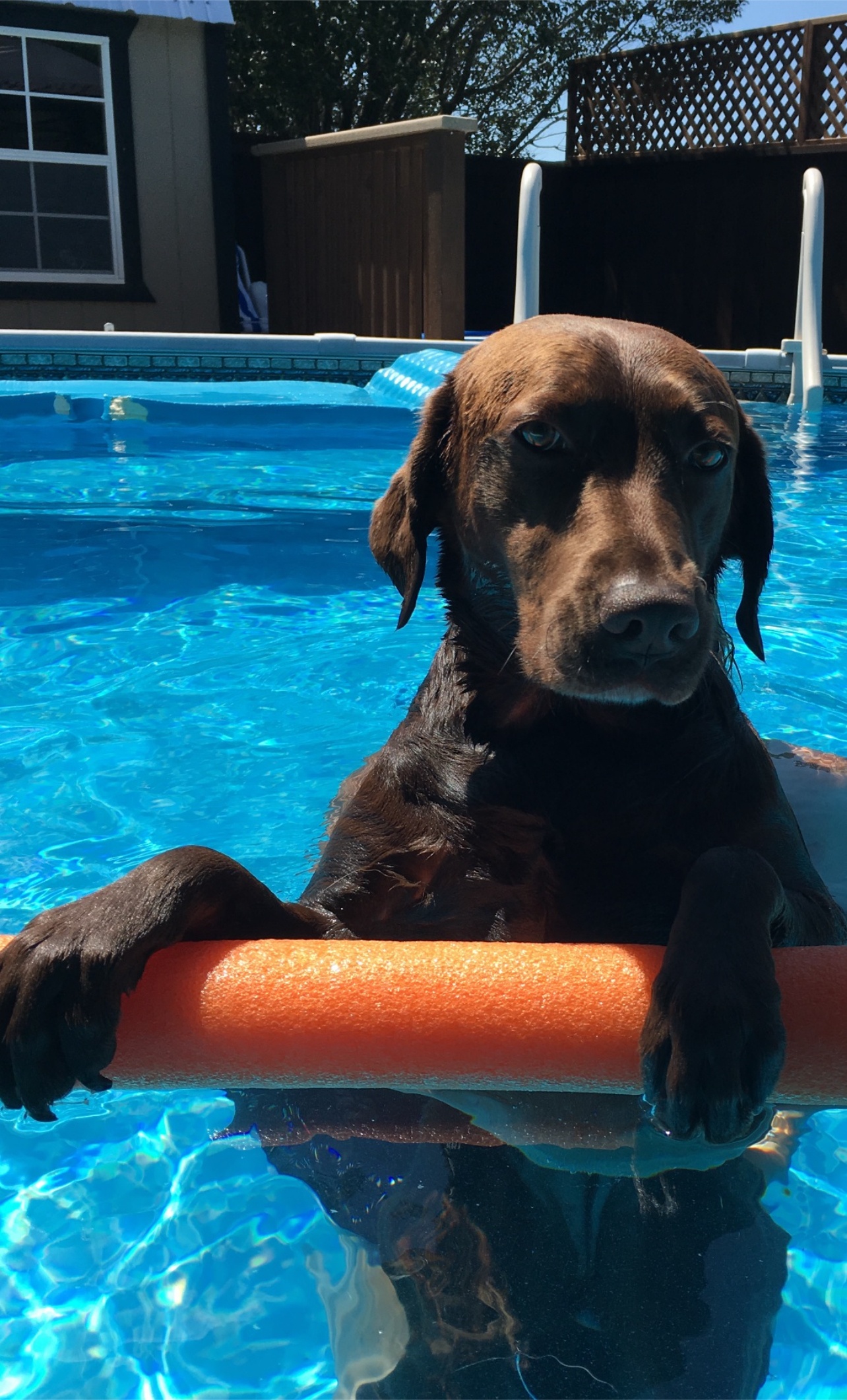 Our sweet chocolate lab Birdie never misses a chance to cool off in the water. Dawg Days of Summer!!!!
Dan and Karen Hiett<br />
Wills Point, Texas
