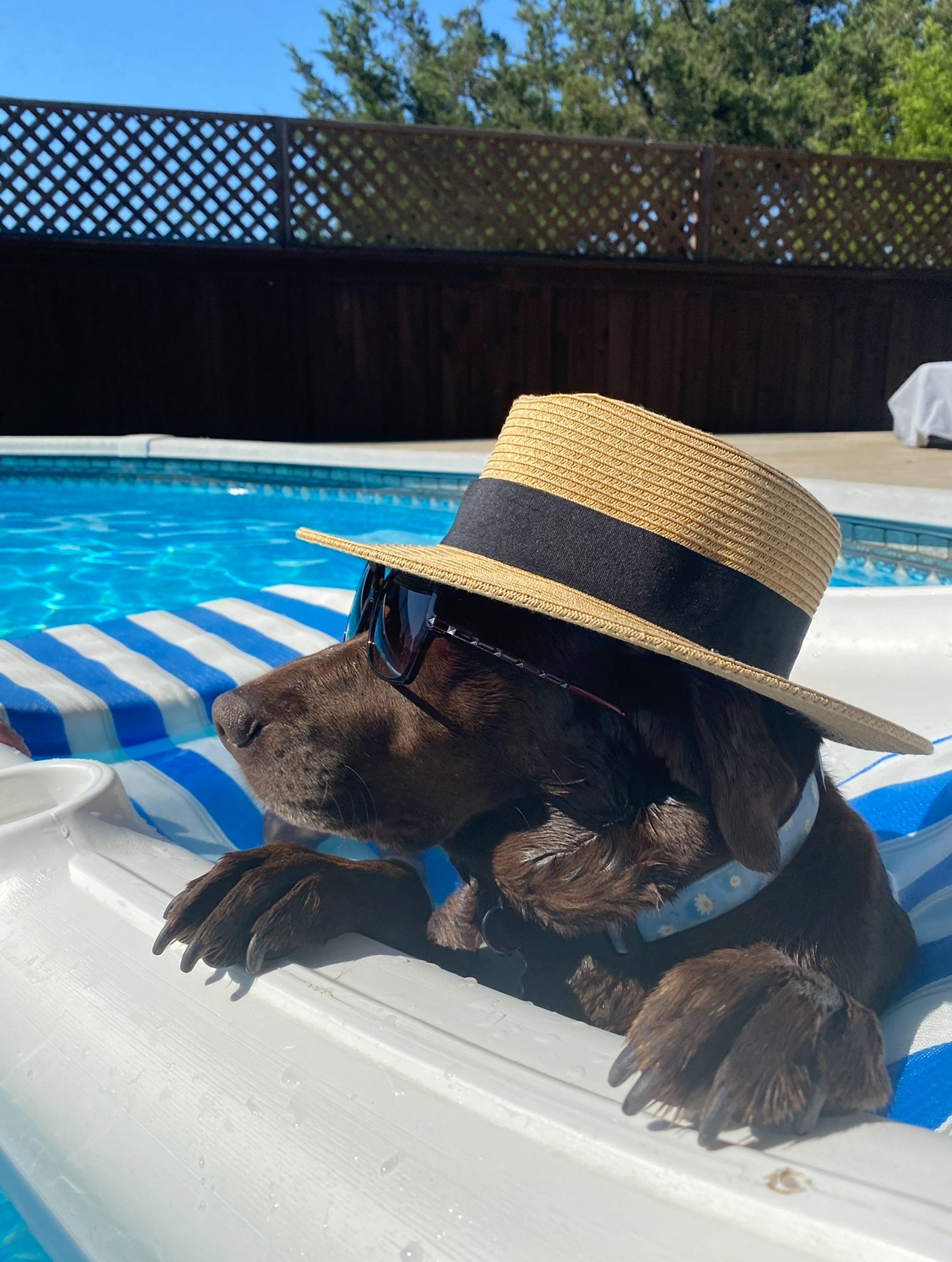 Our sweet chocolate lab Birdie never misses a chance to cool off in the water. Dawg Days of Summer!!!!
Dan and Karen Hiett<br />
Wills Point, Texas