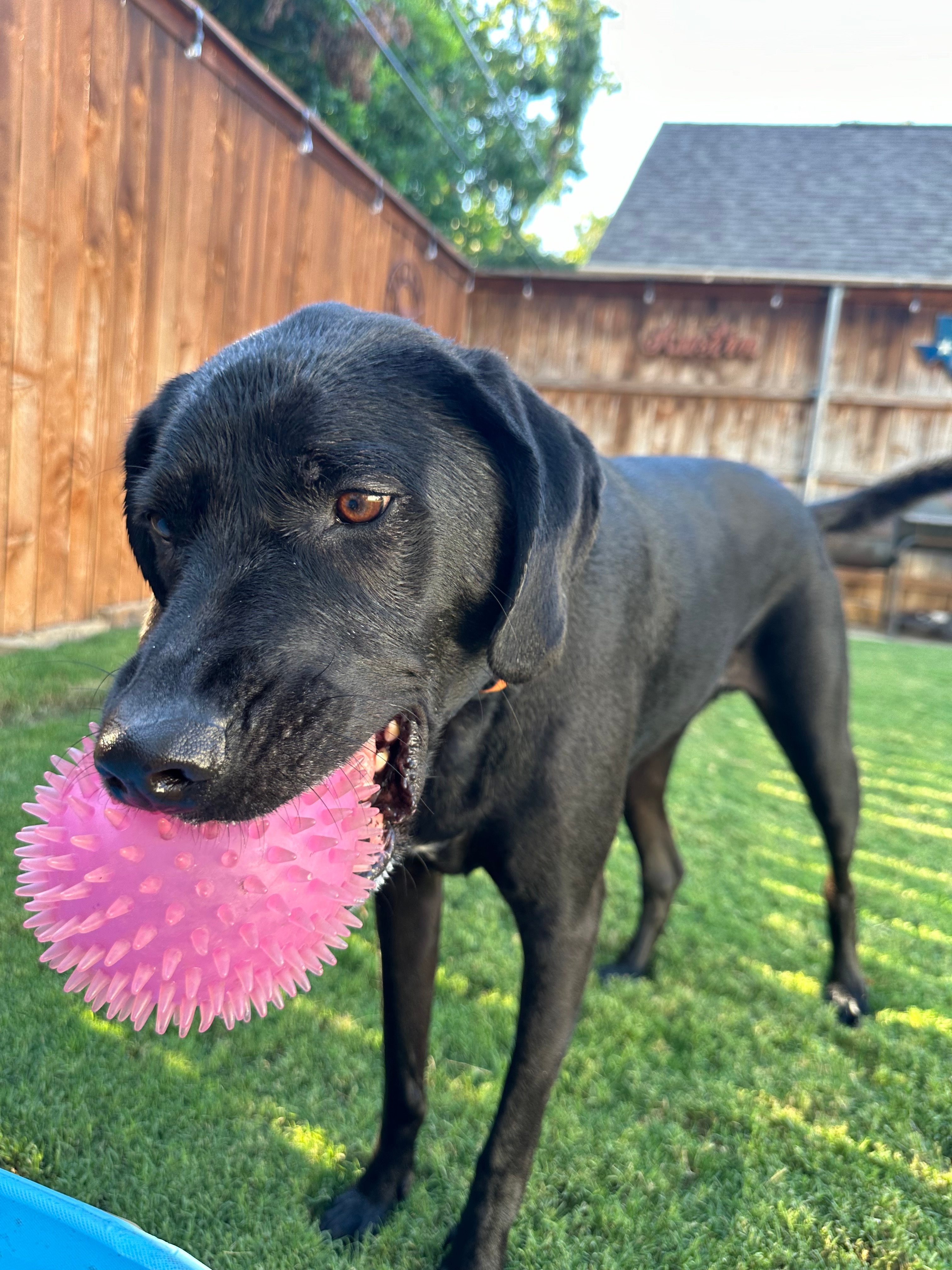 Mack enjoying summer in Ft Worth, Tx.