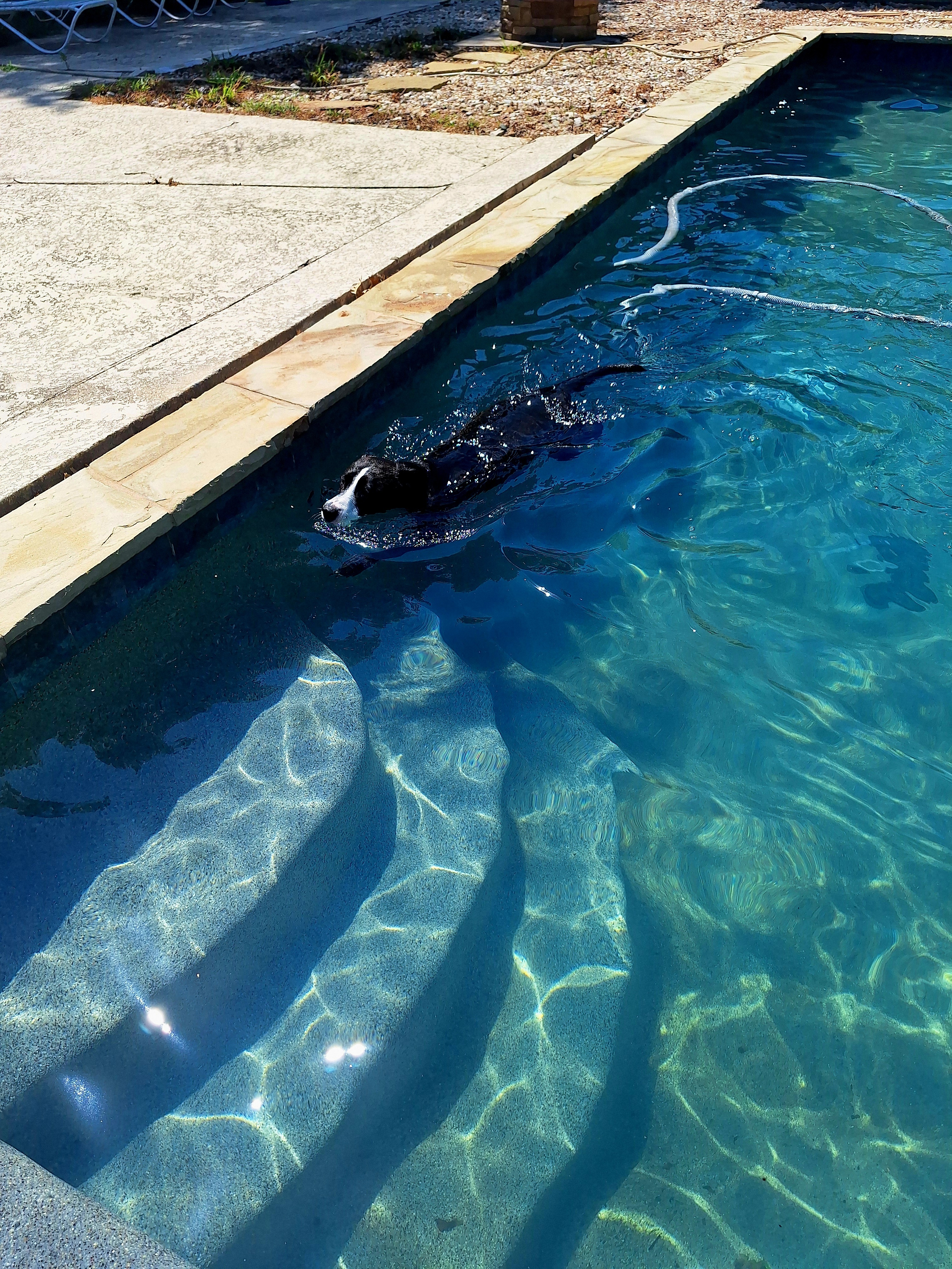 Ripley a rescue we have enjoying the pool on this hot 100 degree day!