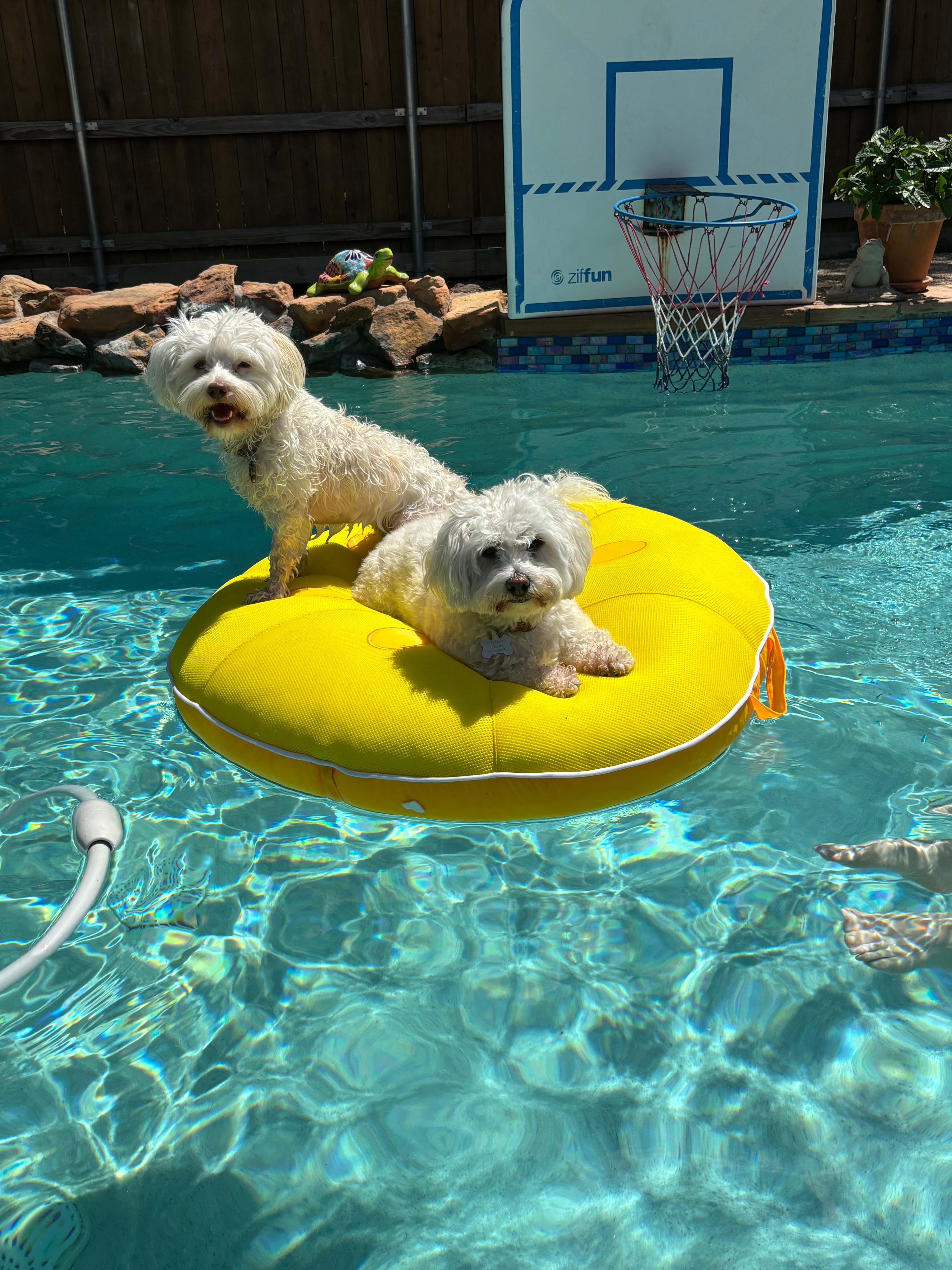 Princess Leia and Honey enjoying the pool. Leia will be outside whenever someone is in the pool and stays until the last one comes in! Honey prefers inside but is learning to like the water. Honey might have been coaxed with a chicken nugget. 2nd picture is Leia drying off inside when we all came inside.<br />
Stay cool,<br />
Cynthia Dena