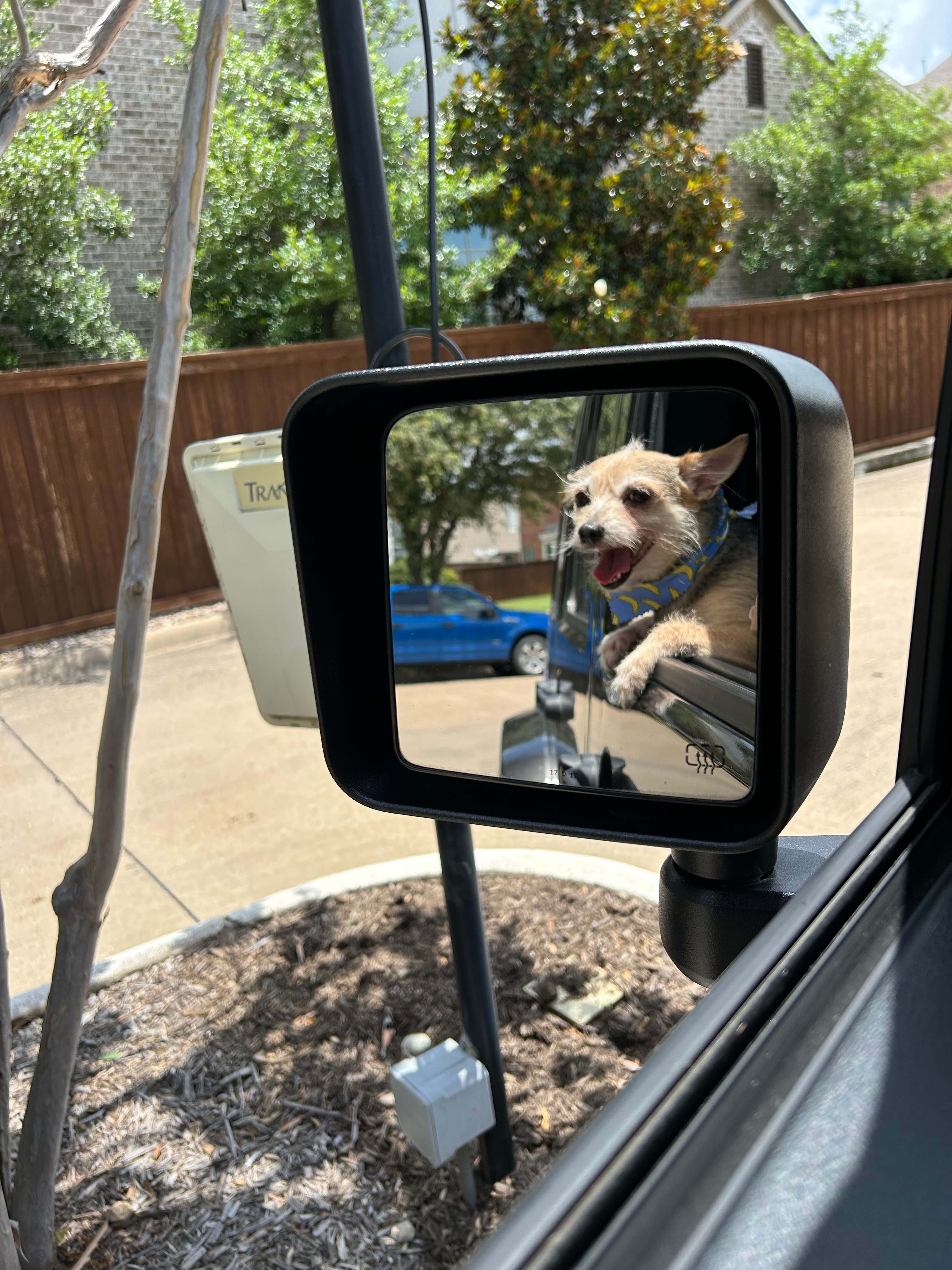 This is Josey our street stray rescue “Chorkie”. (Yorkie/Chihuahua mix). She lives in Castle Hills in Lewisville Texas and she enjoys the sunshine first thing in the morning.