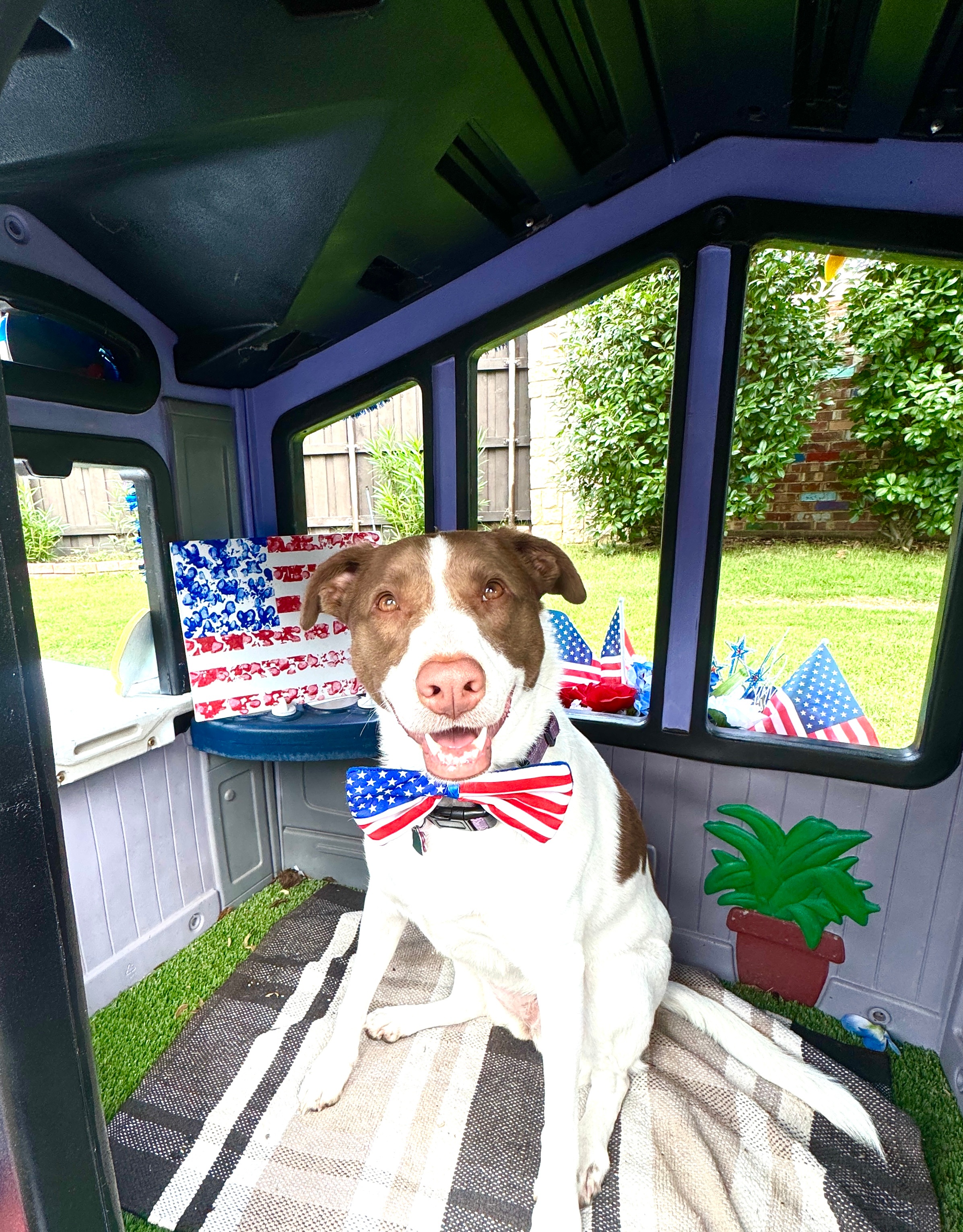 Winnie the Pup has her house all decorated for the 4th of July.  She actually had it ready by Flag Day and is displaying her American flag made with her paw prints inside. Winnie is going to keep the Red, White, and Blue theme up through the Olympics. Go Team America!  Happy Independence Day!