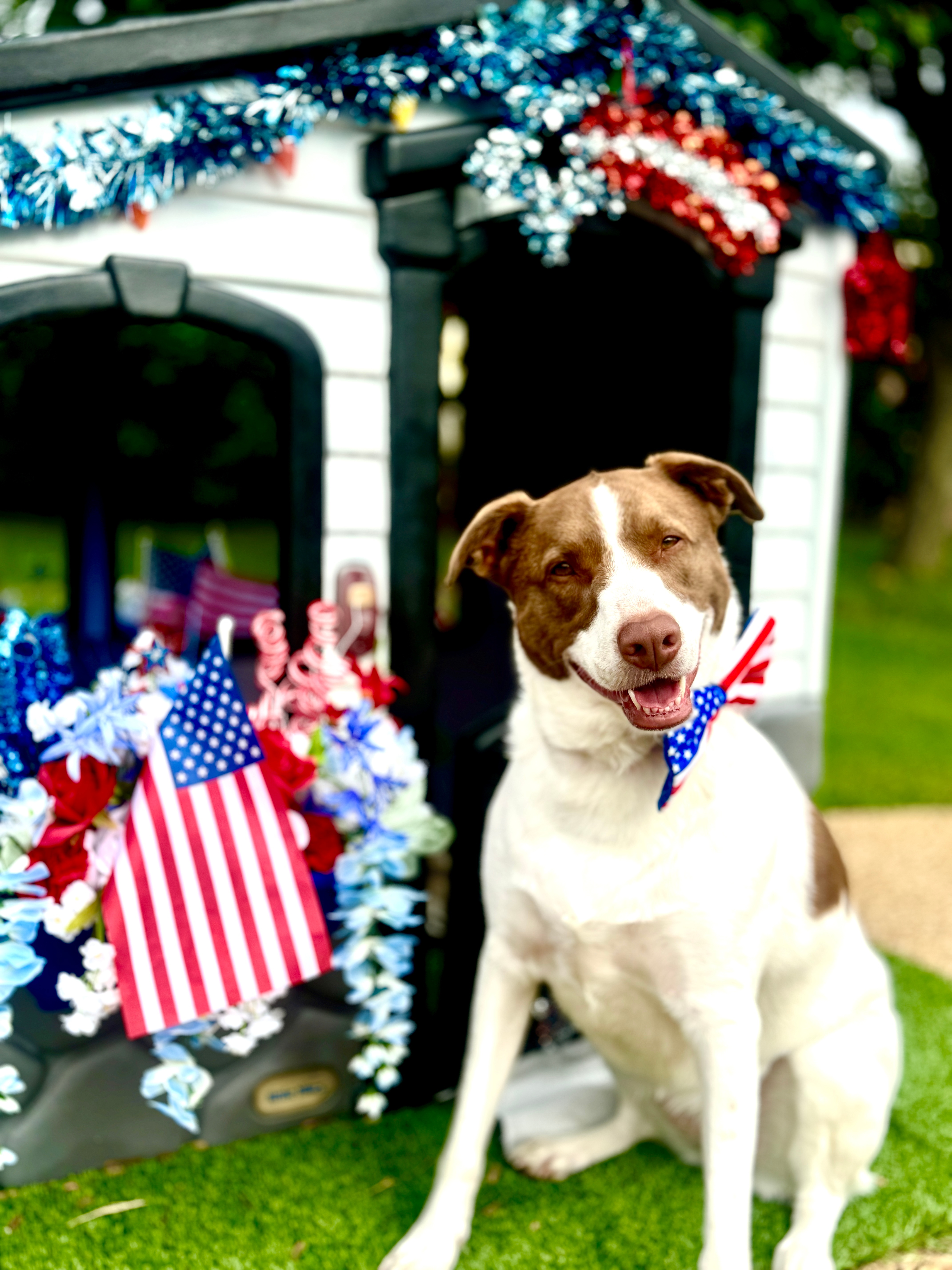 Winnie the Pup has her house all decorated for the 4th of July.  She actually had it ready by Flag Day and is displaying her American flag made with her paw prints inside. Winnie is going to keep the Red, White, and Blue theme up through the Olympics. Go Team America!  Happy Independence Day!